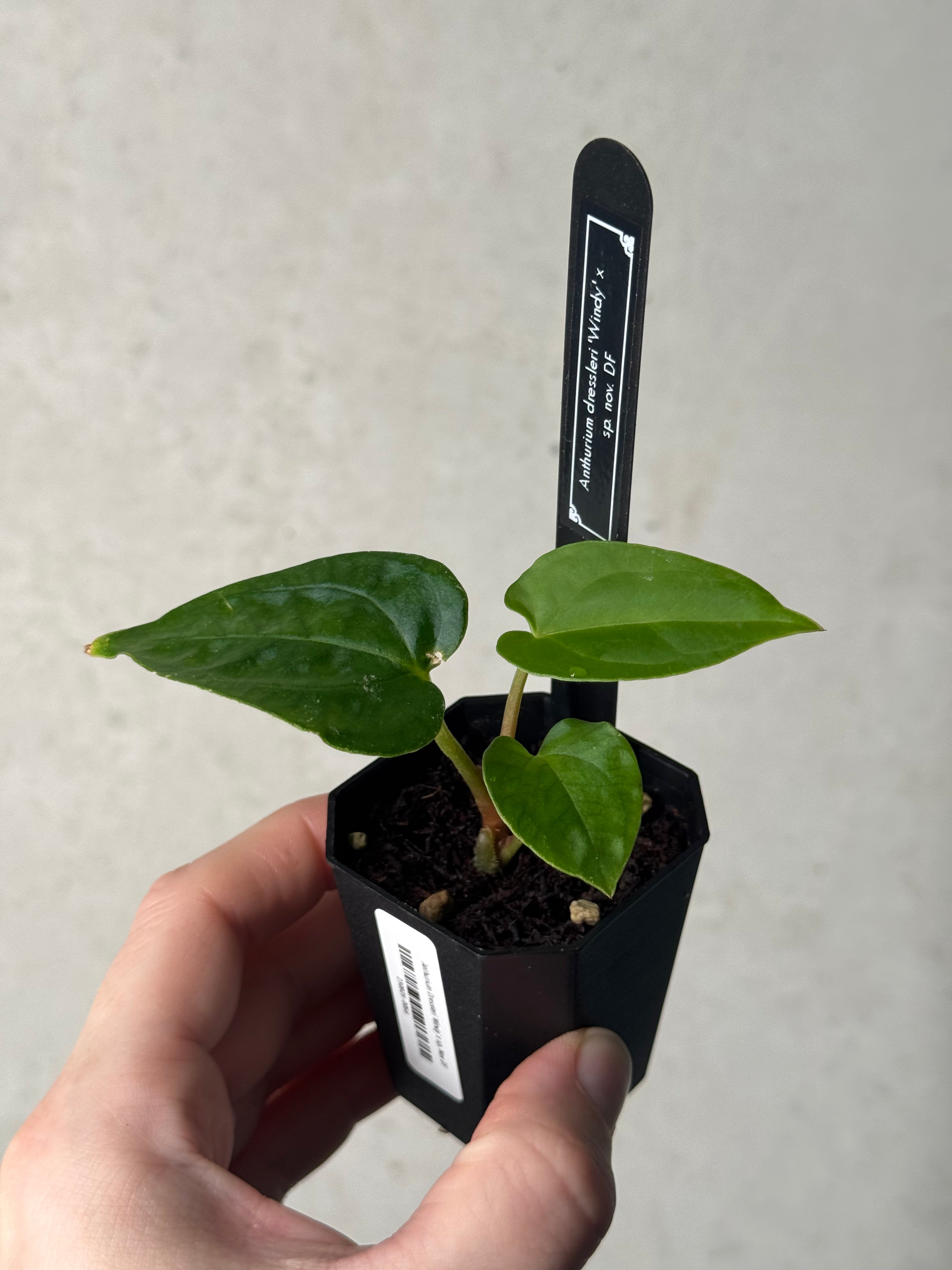 Anthurium Dressleri 'Windy' x sp. Nov DF