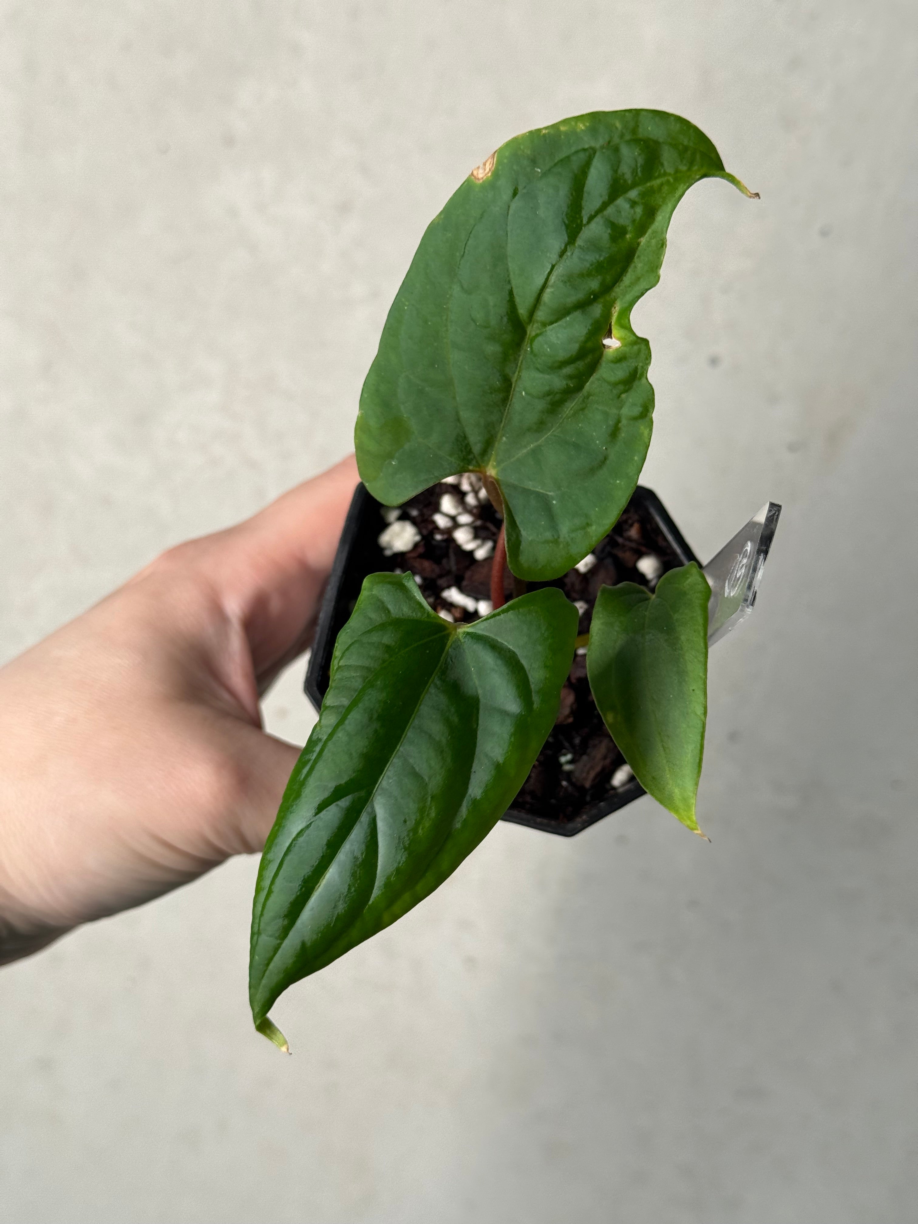 Anthurium Ralph Lynam x self