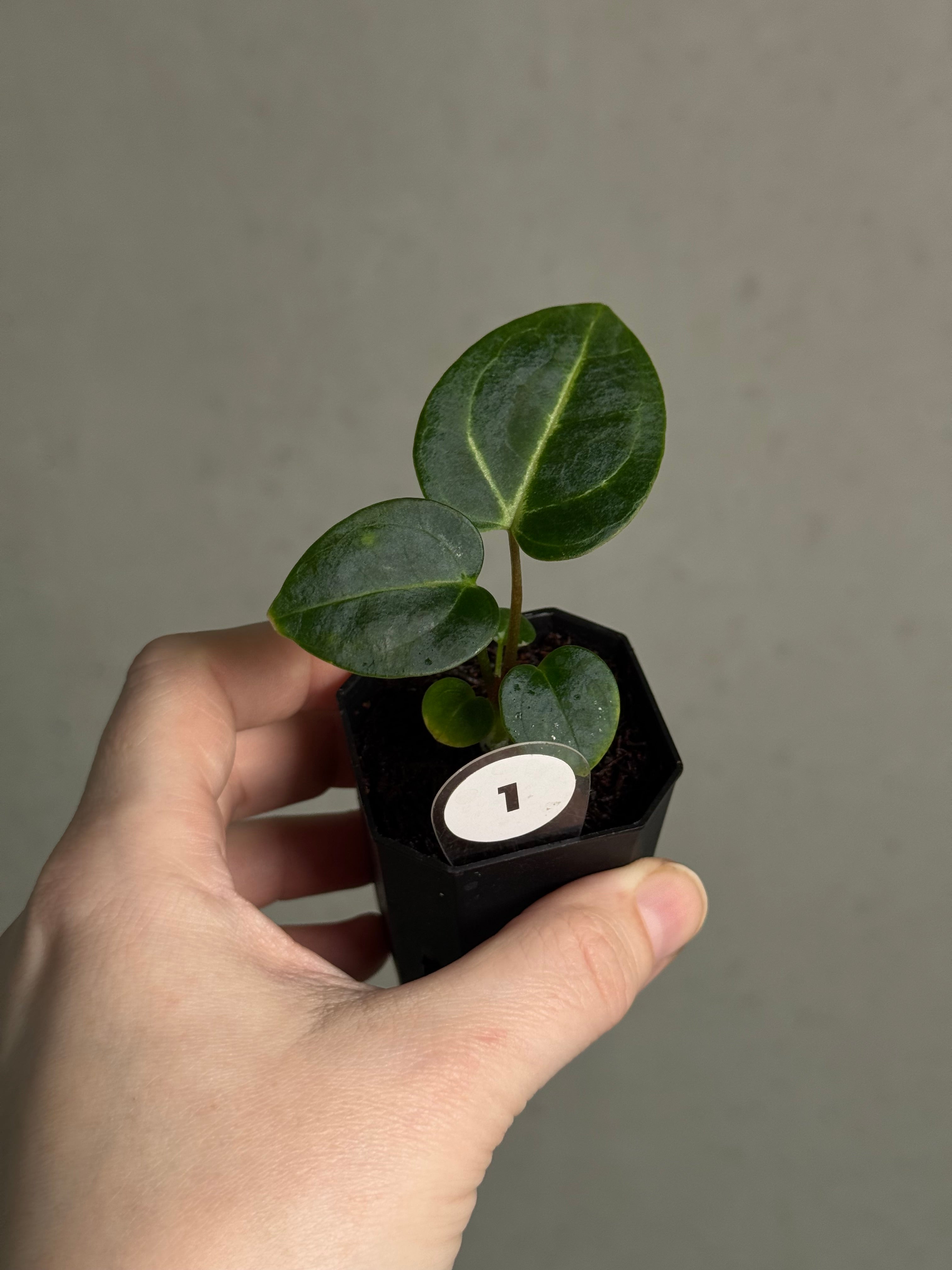 Anthurium Carlablackiae 'JPG.1' x RA10 S1 - SMUKHI