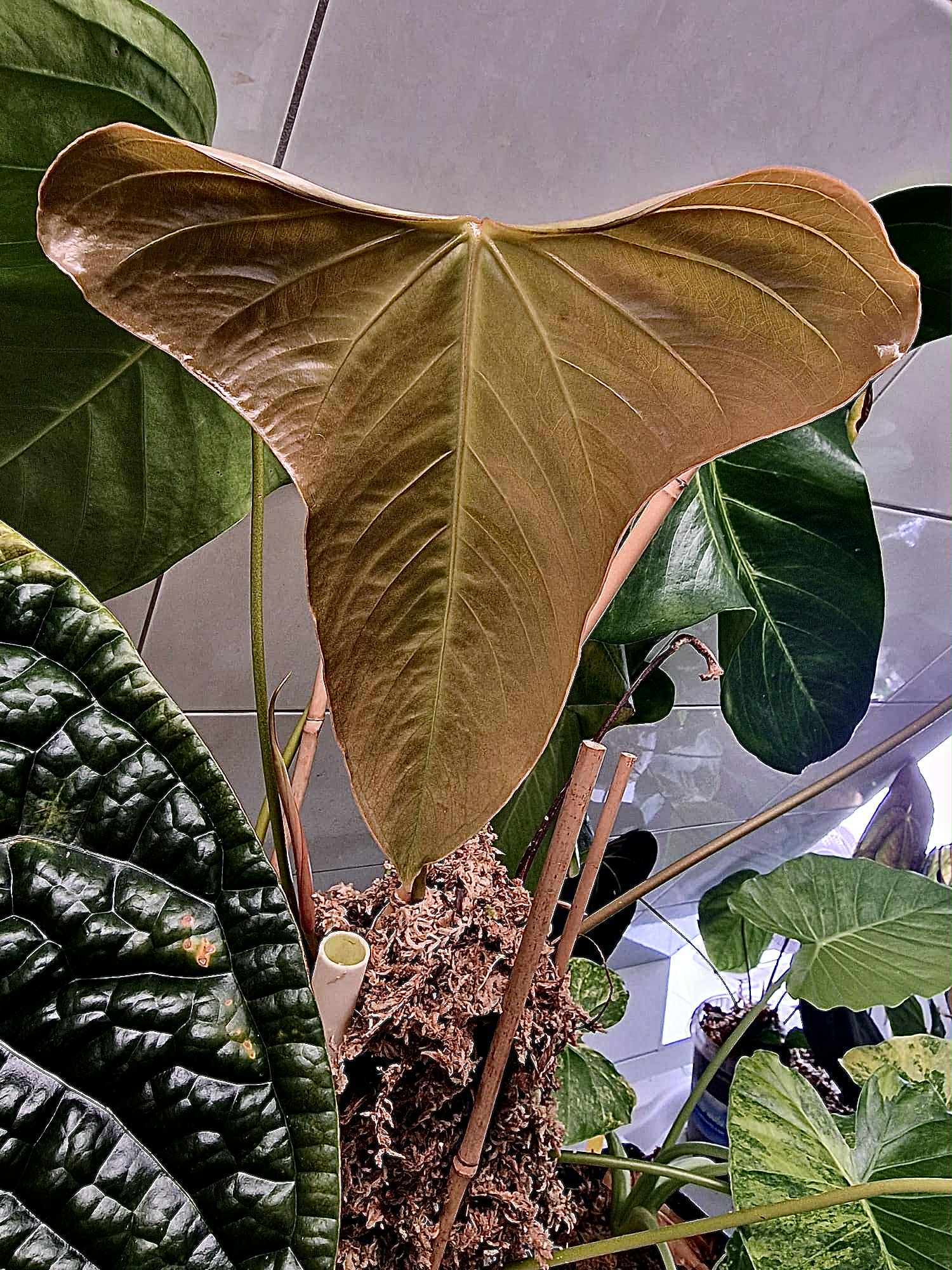Anthurium Subsignatum x FSxRL ‘Grim Reaper’ - SMUKHI
