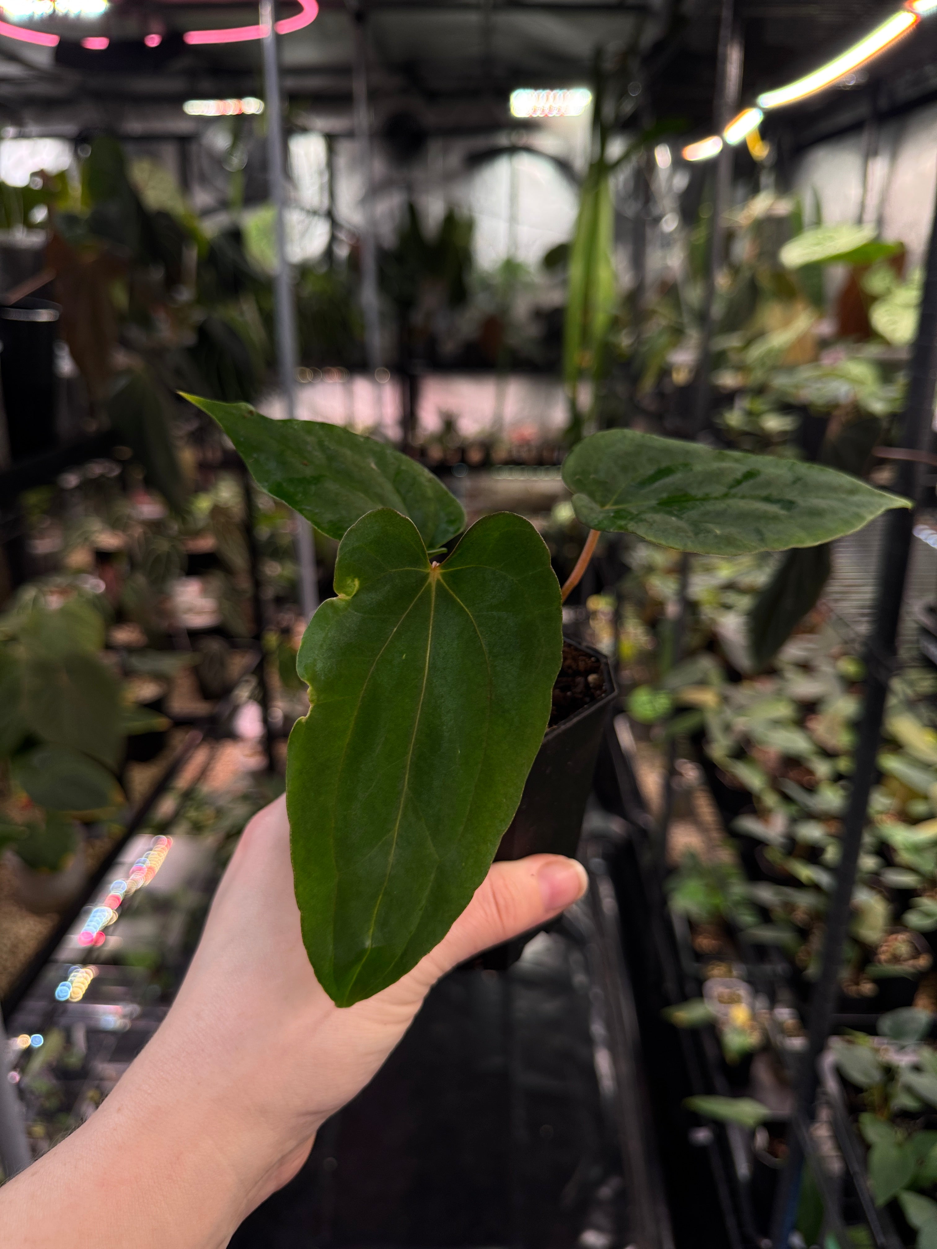 Anthurium Papillilaminum Ree Gardens x Ralph Lynam S1