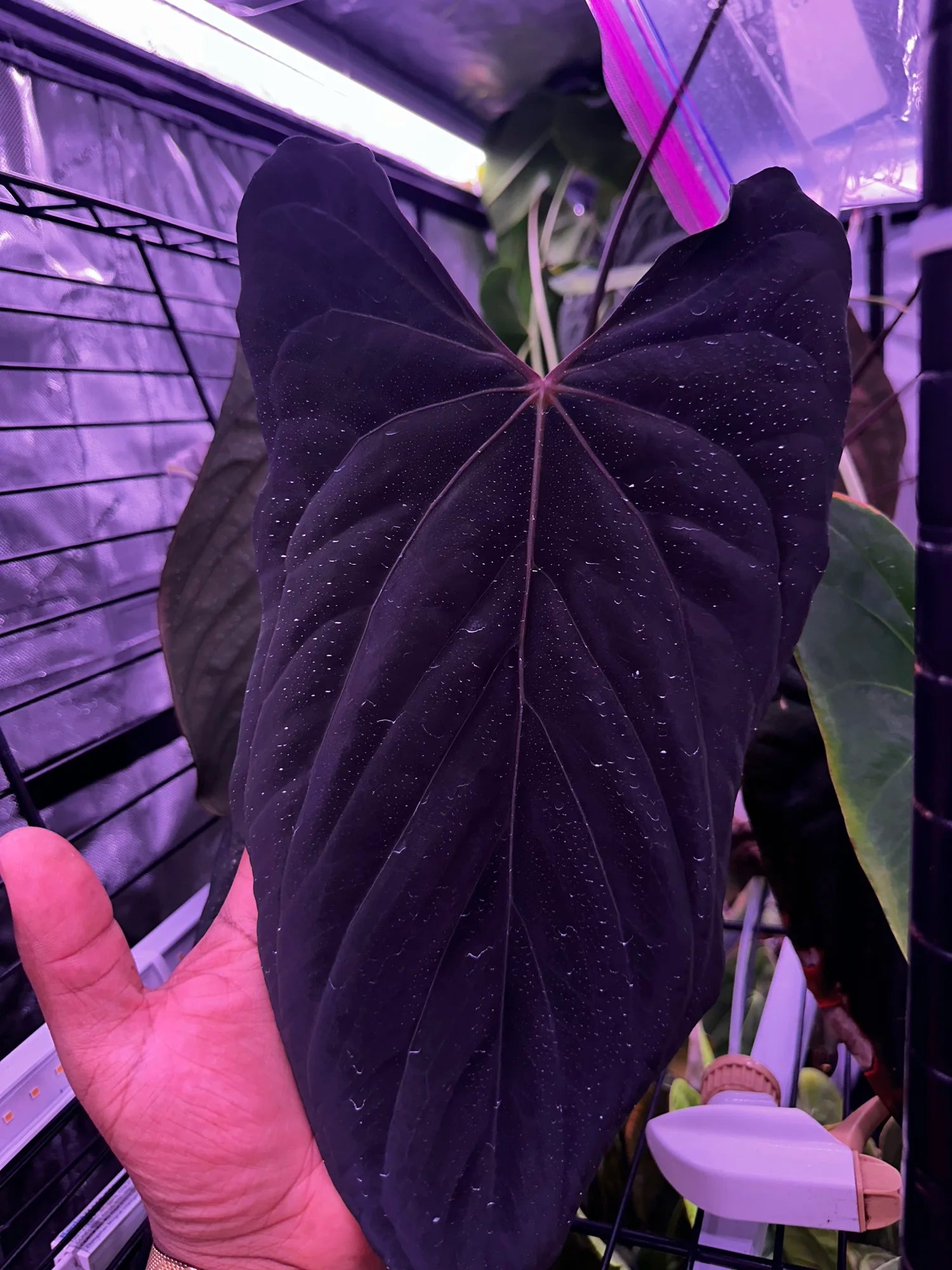 Anthurium ‘Dracula’ x self