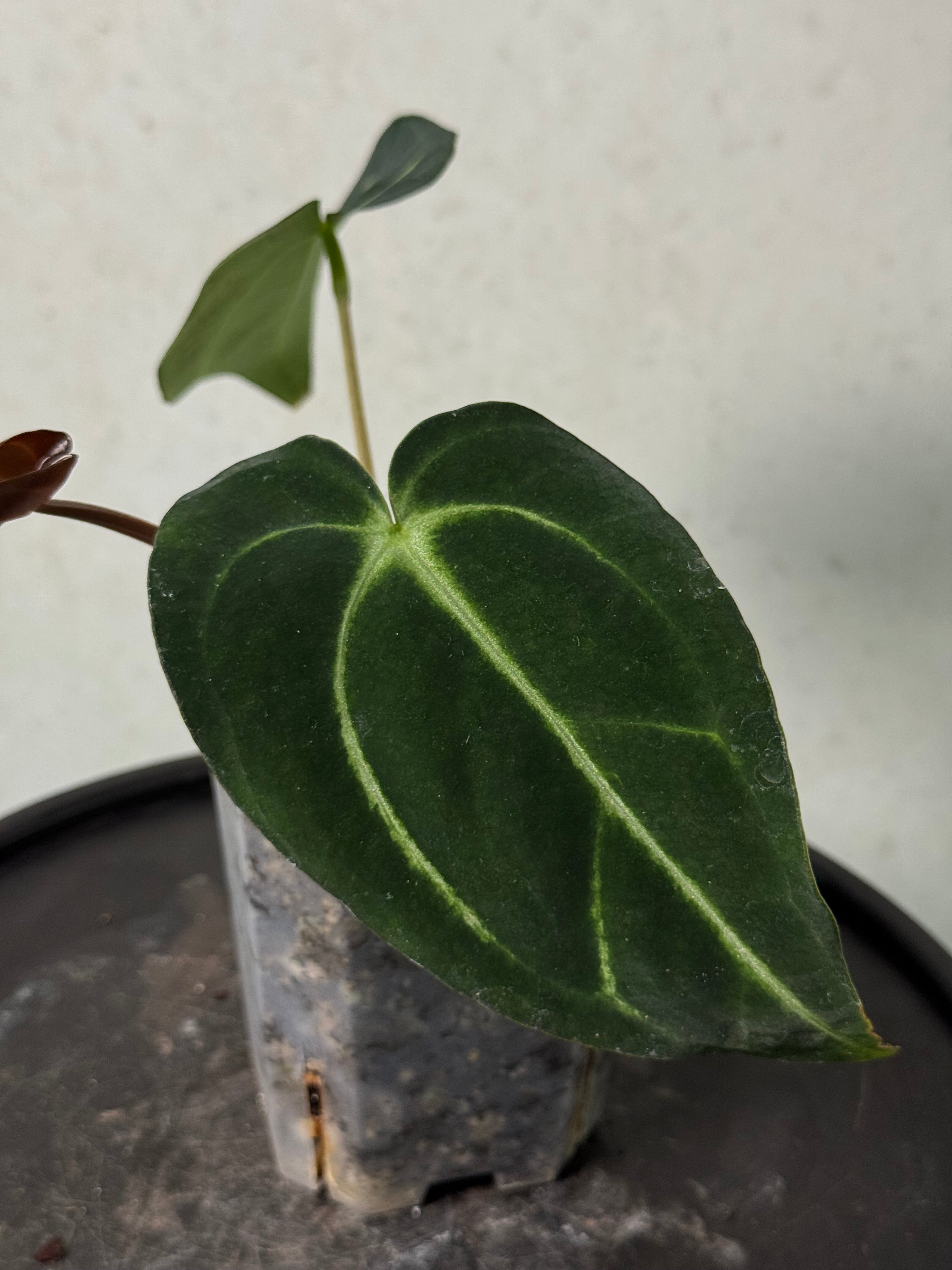 Anthurium Carlablackiae