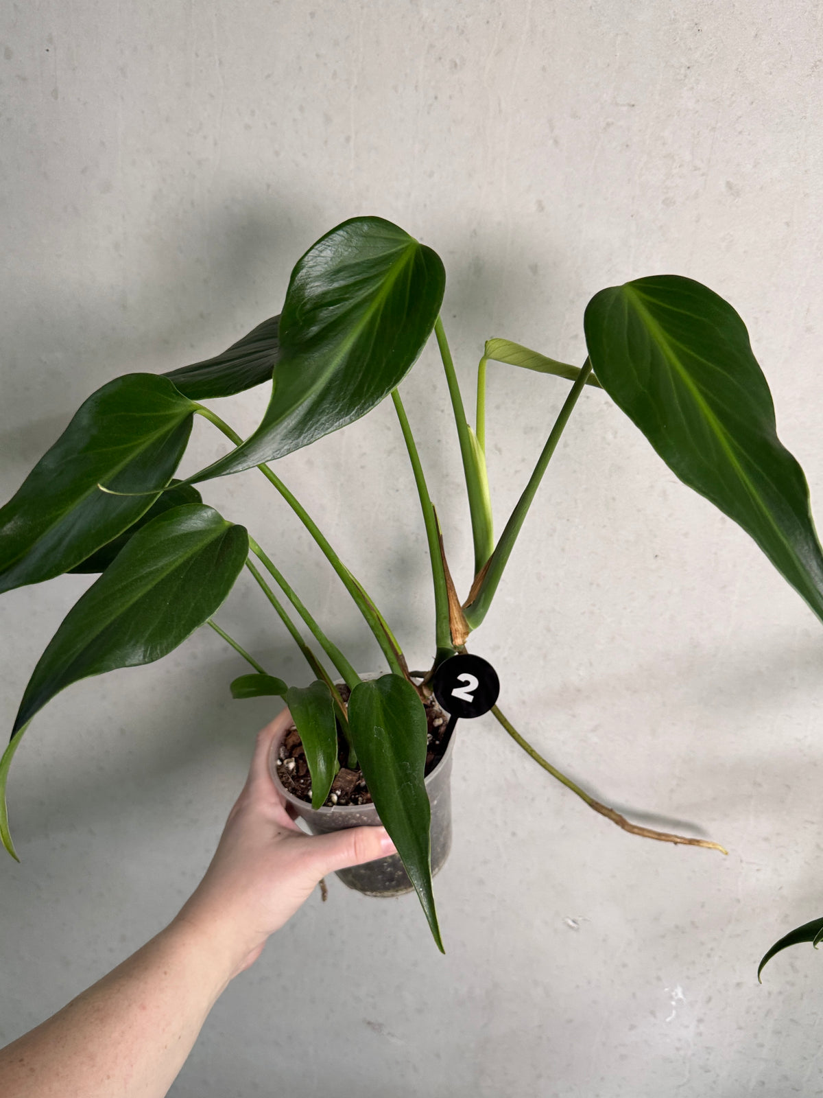 Healthy Monstera Burle Marx Flame plant by SMUKHI with vibrant green and patterned leaves, perfect for indoor decoration.