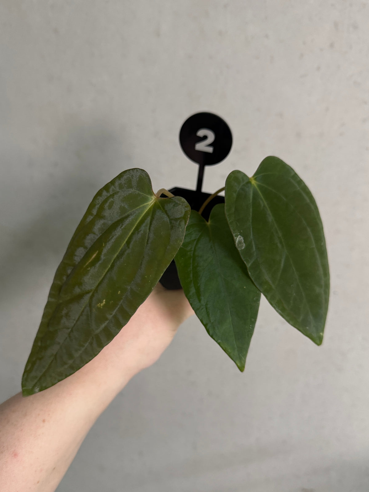 Anthurium BVEP 'Round' x 'Felix' and RLxFS 'Rouge' plants by Mathiux Aroid, featuring lush green leaves and vibrant red flowers.