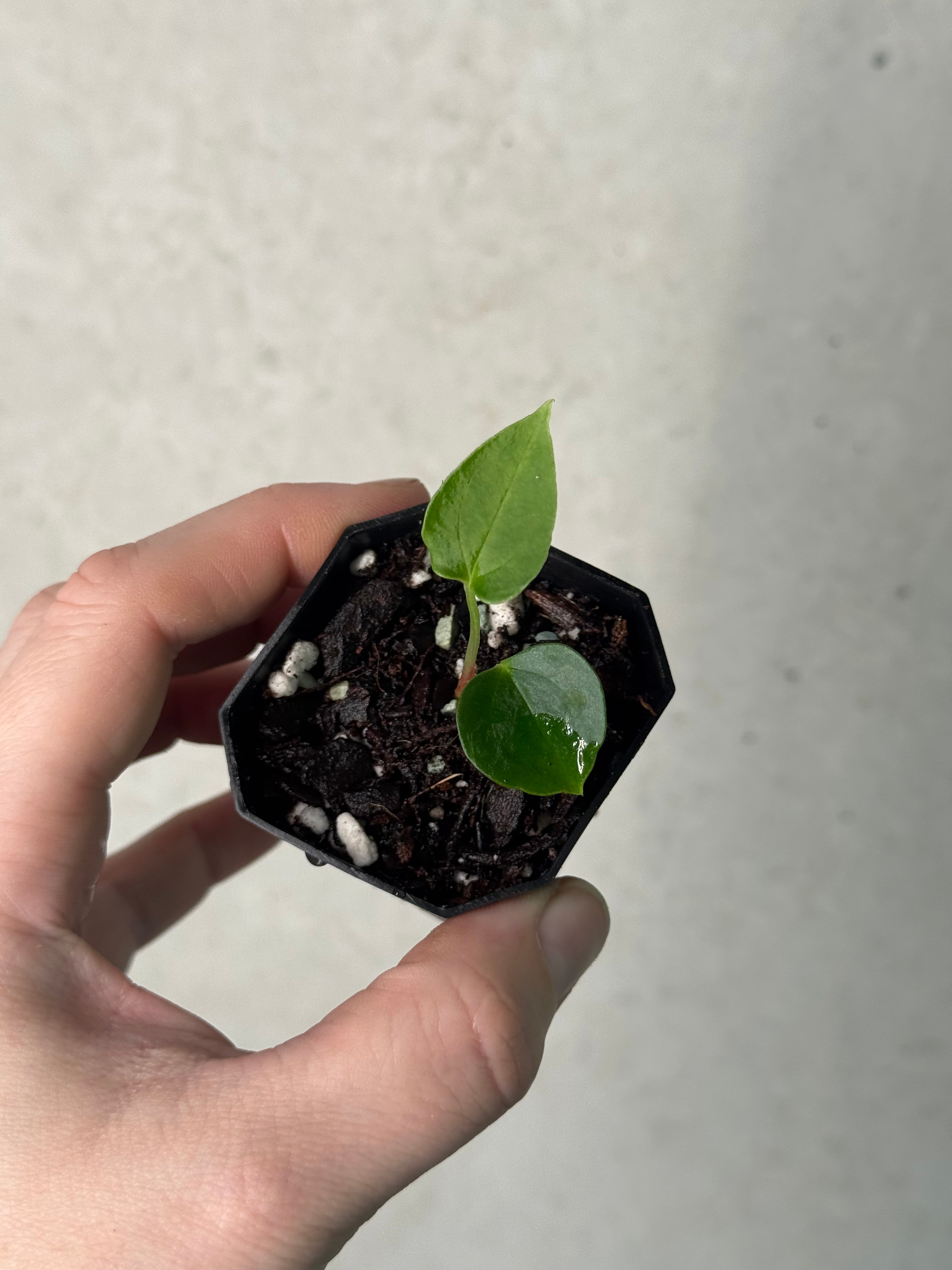 Anthurium (Fort Sherman x self) x (Fort Sherman x Ralph Lynam)