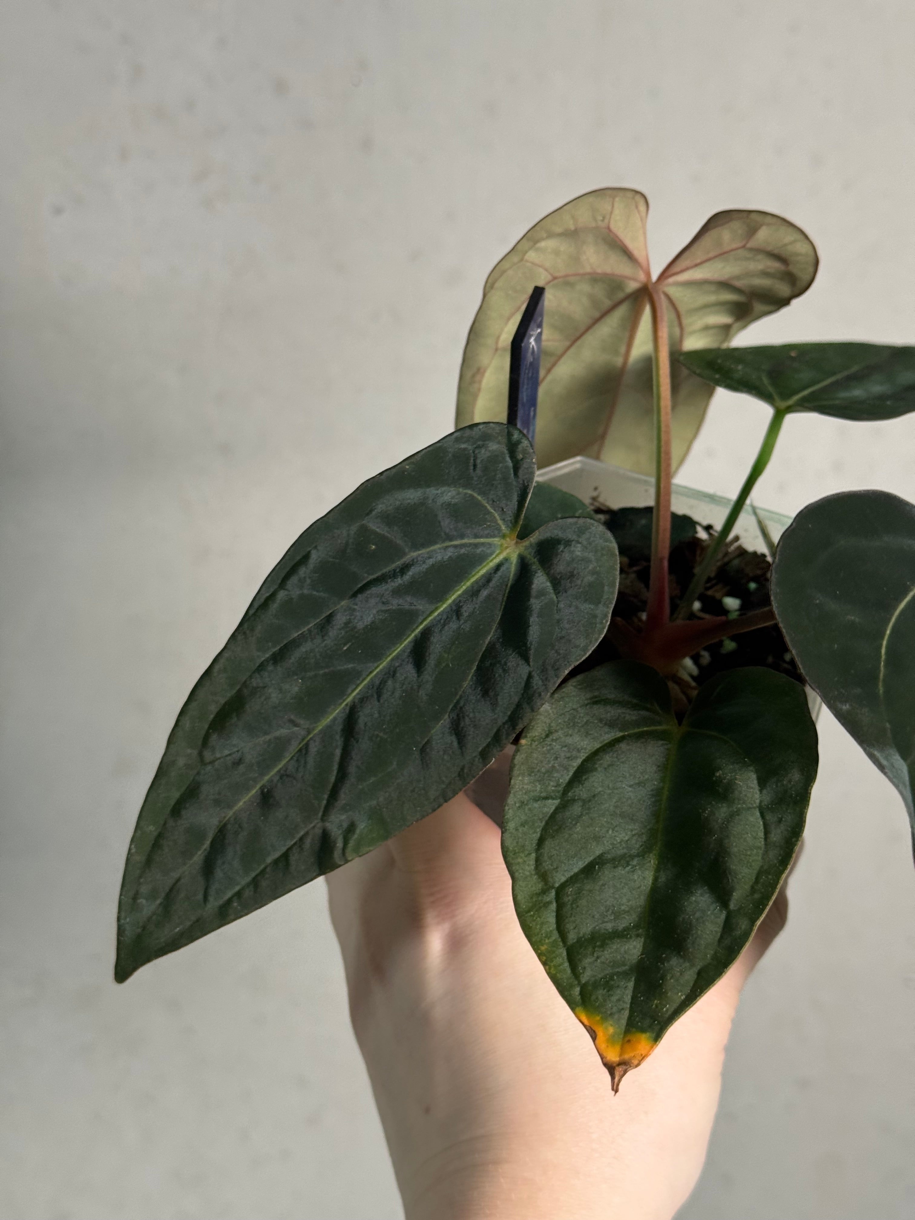 Anthurium Dressleri RG F2 ‘Dark Clone’ x Carlablackiae GPH-001 - SMUKHI