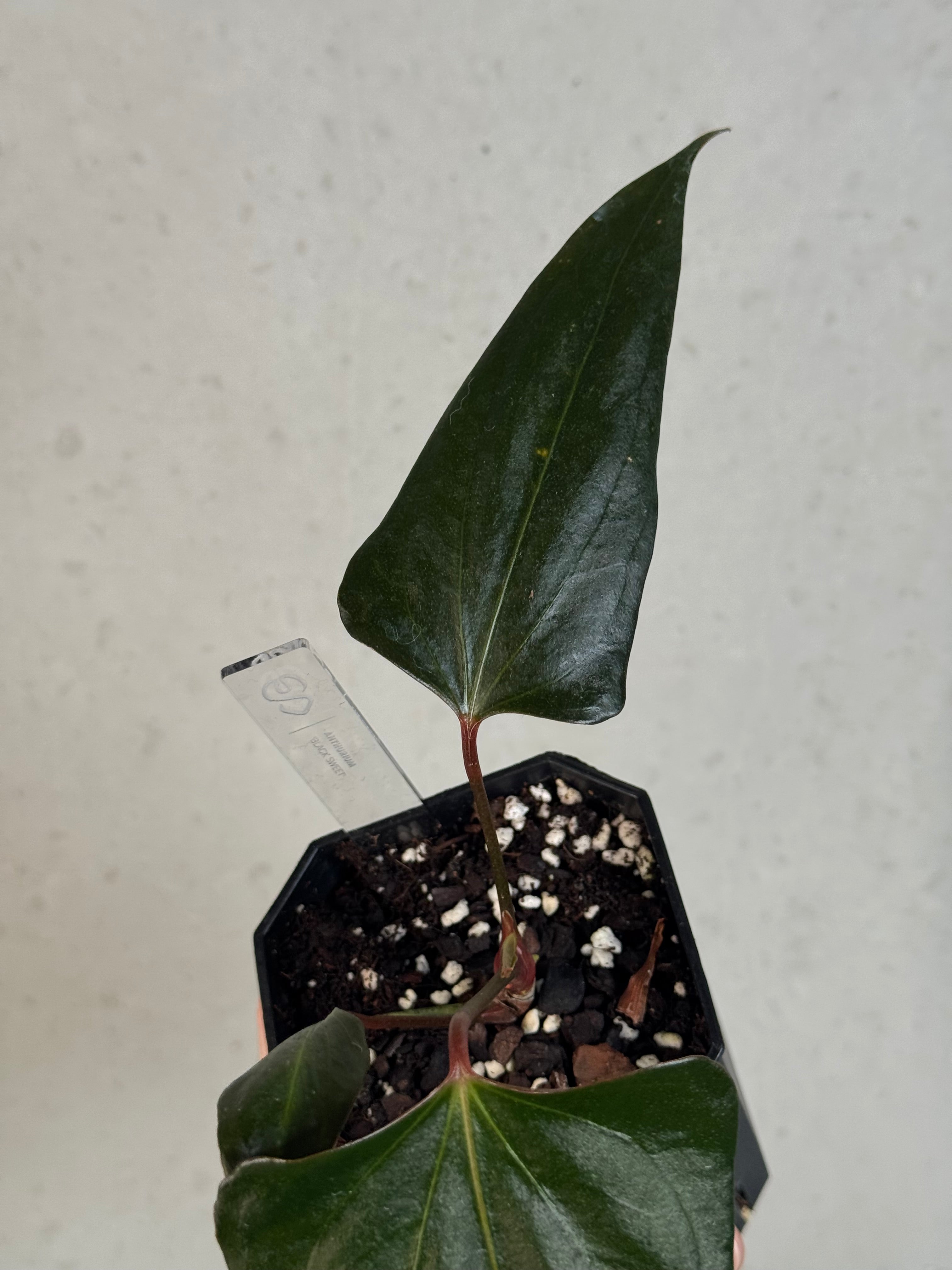 Anthurium ‘Black Sweet’ #2 - Clone