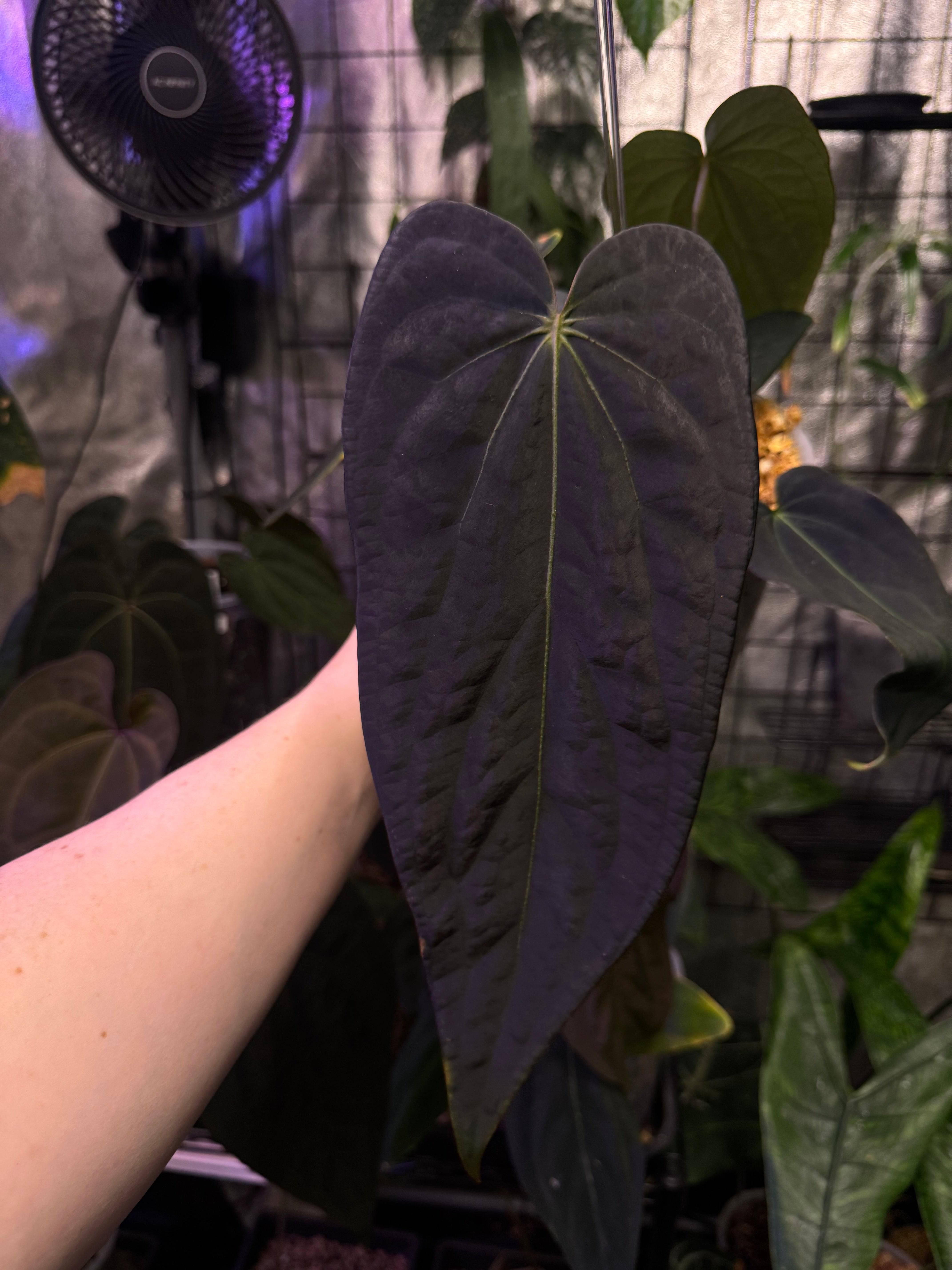 NFS: Anthurium Dark & Handsome '9' x Red Velvet Cake '24' - SMUKHI