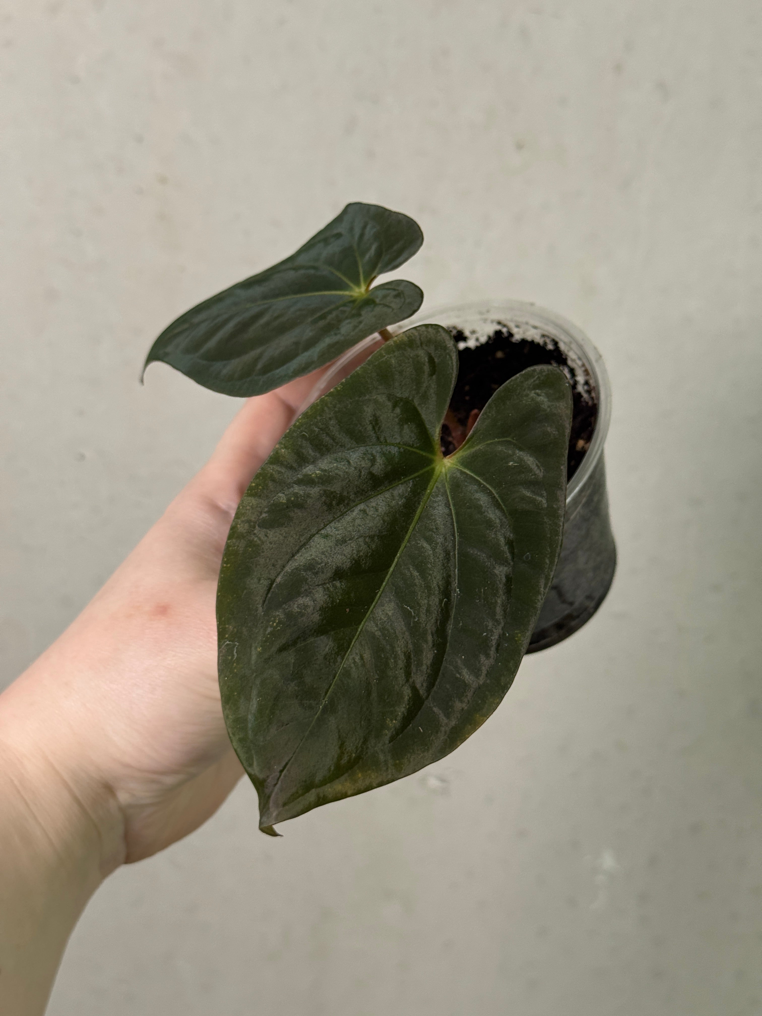 Anthurium Dark Phoenix - Clone
