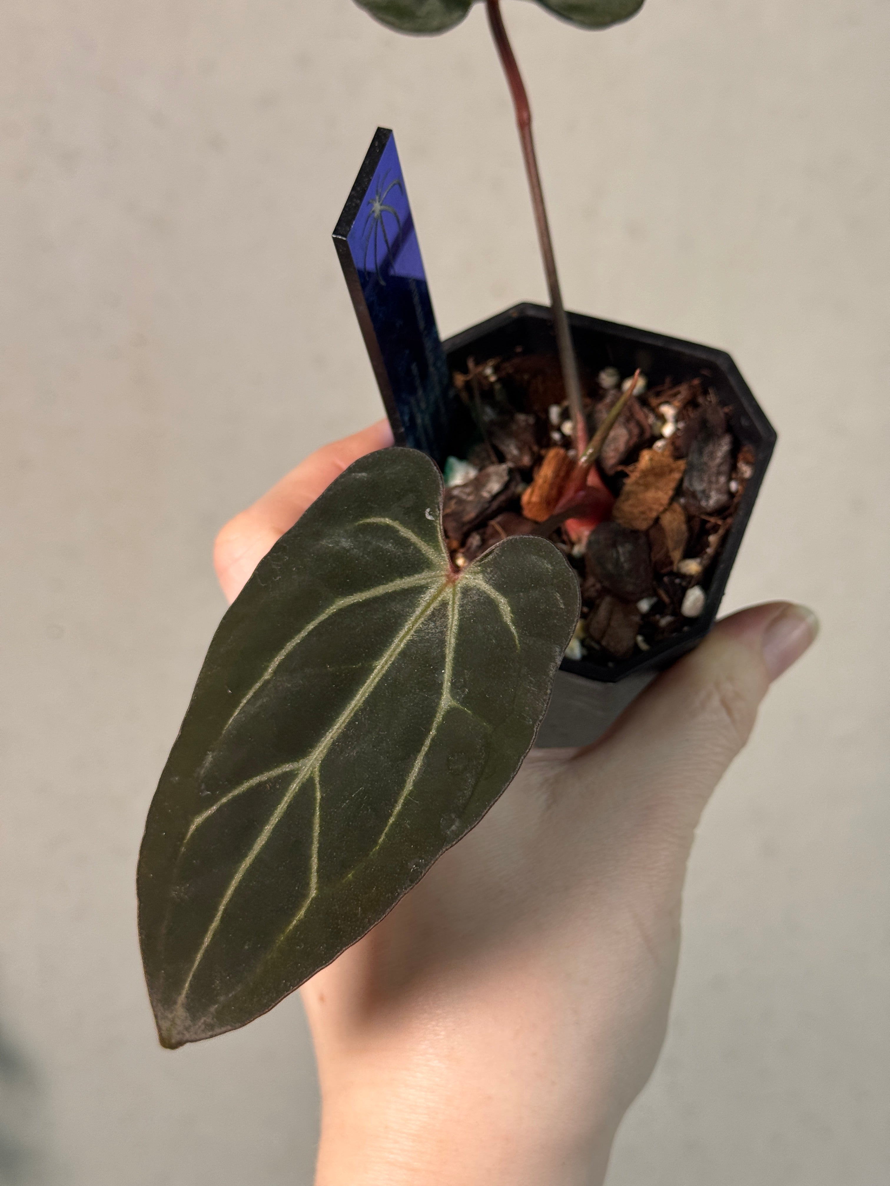 Anthurium Carlablackiae ('Round' x GPH-001) x Portillae 'Dorito' - Clone