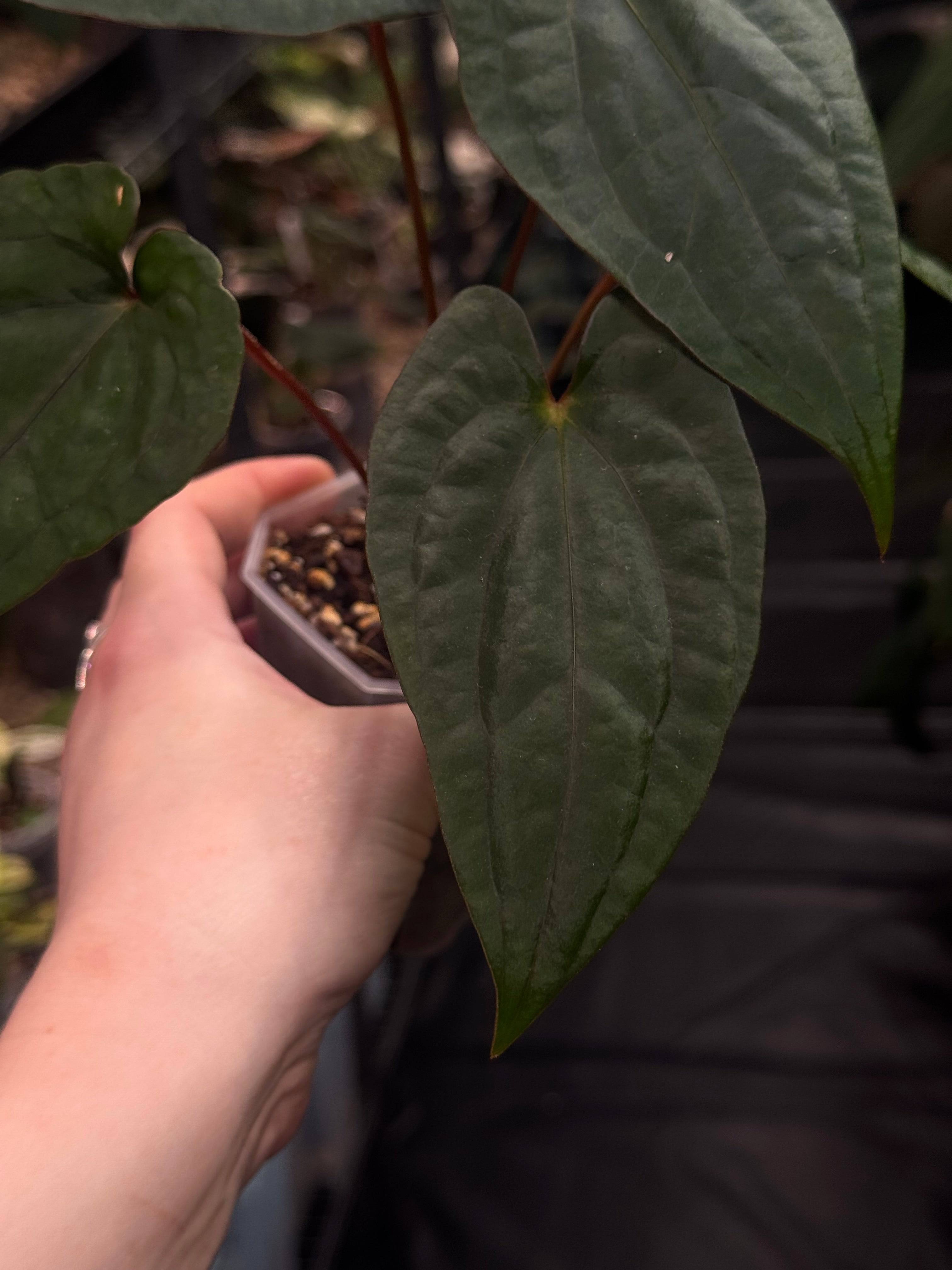 Anthurium Fort Sherman x Red Vein Dark Phoenix - Clone - SMUKHI