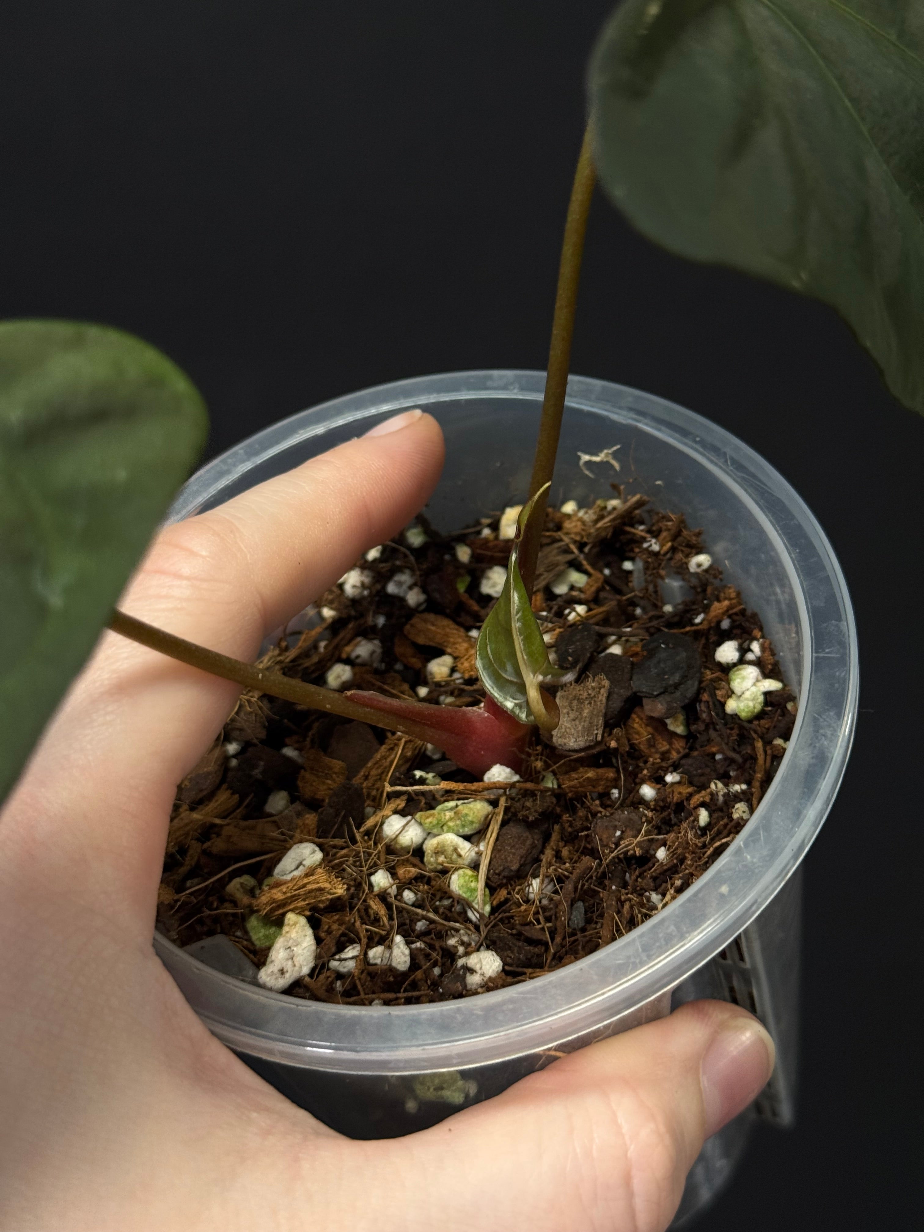 Anthurium NSE Portillae x RLxFS