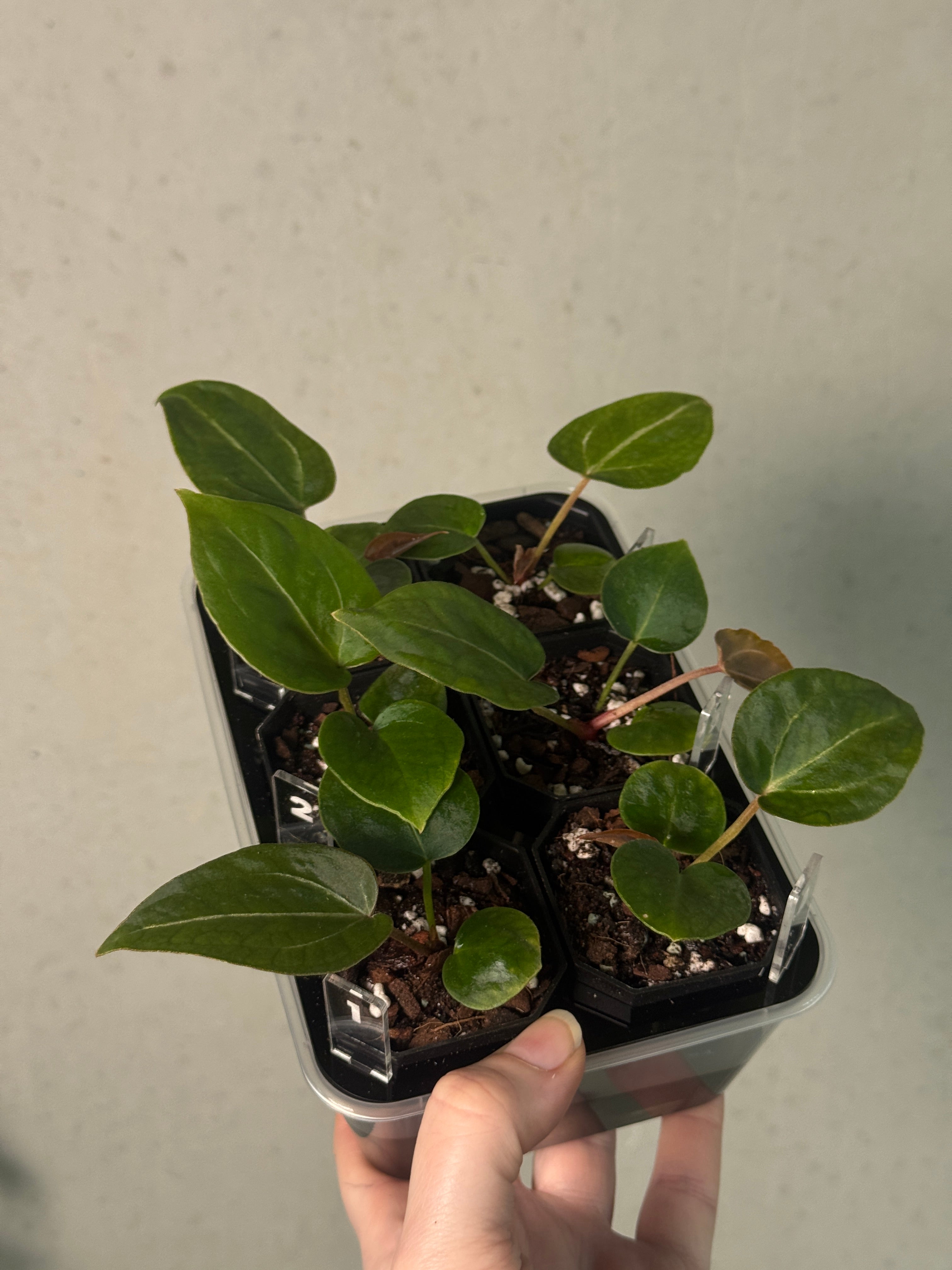 Anthurium Michelle x Forgetii