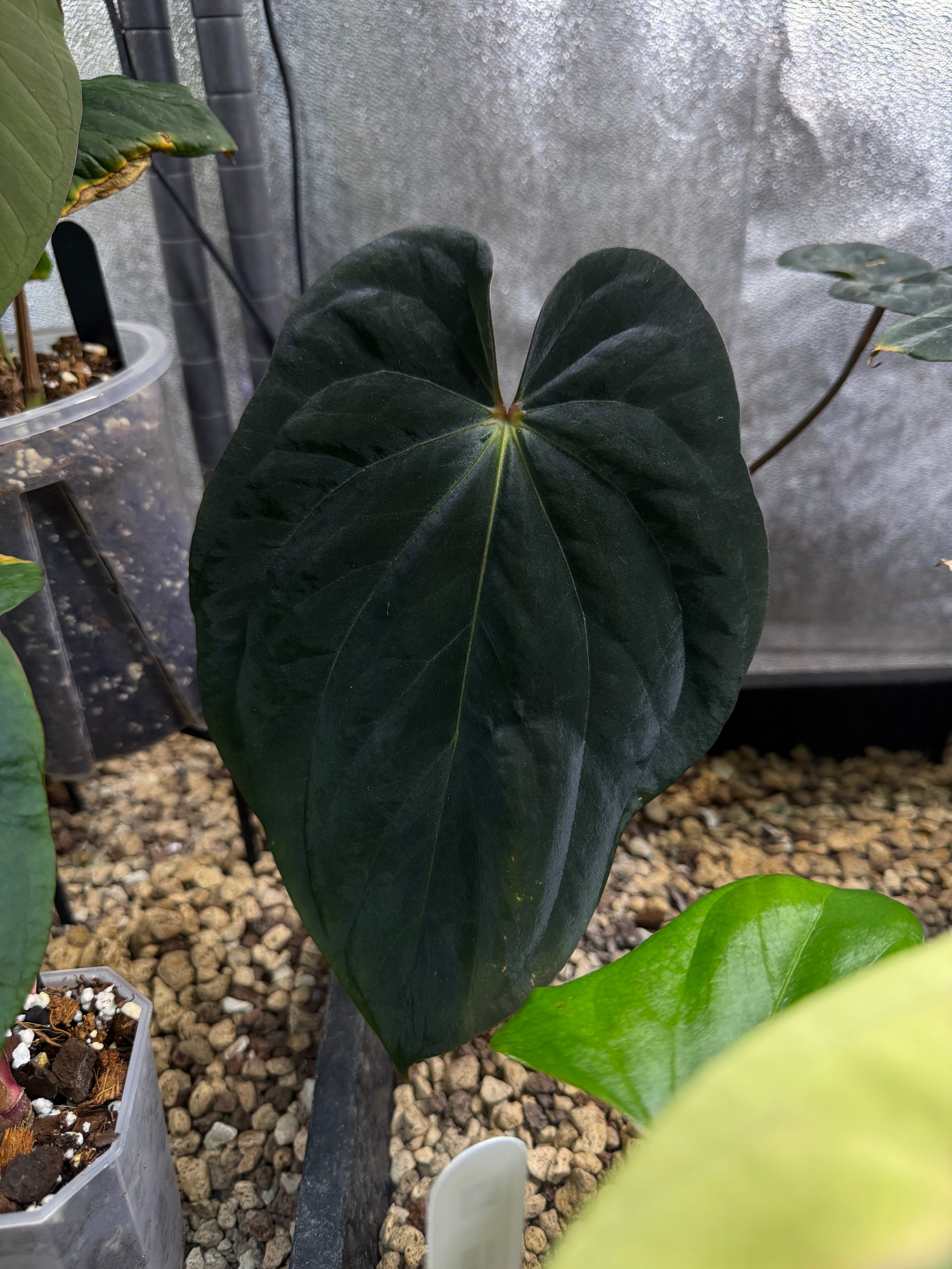 NFS: Anthurium BVEP RF1 clone