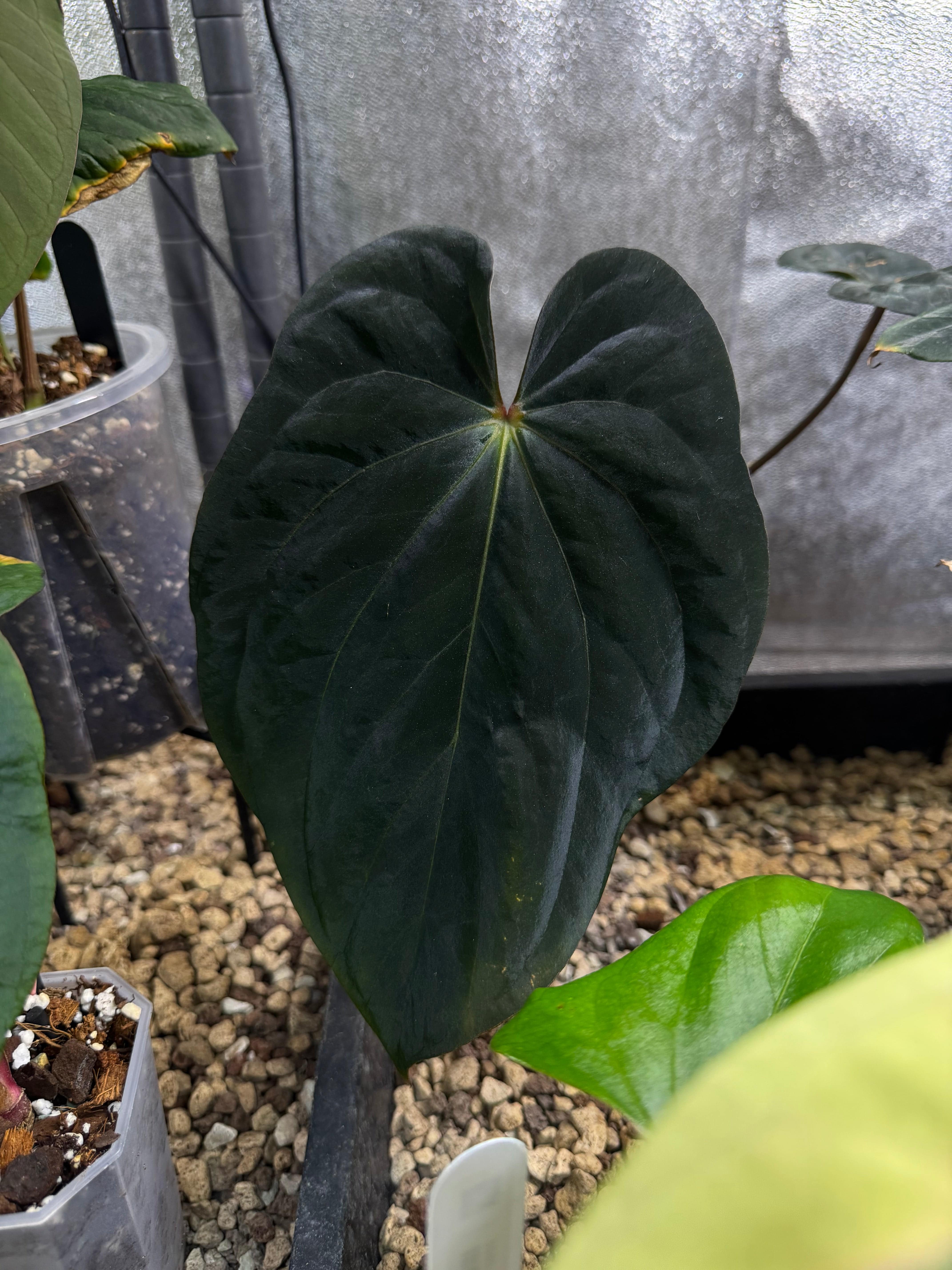 NFS: Anthurium BVEP RF1 clone - SMUKHI
