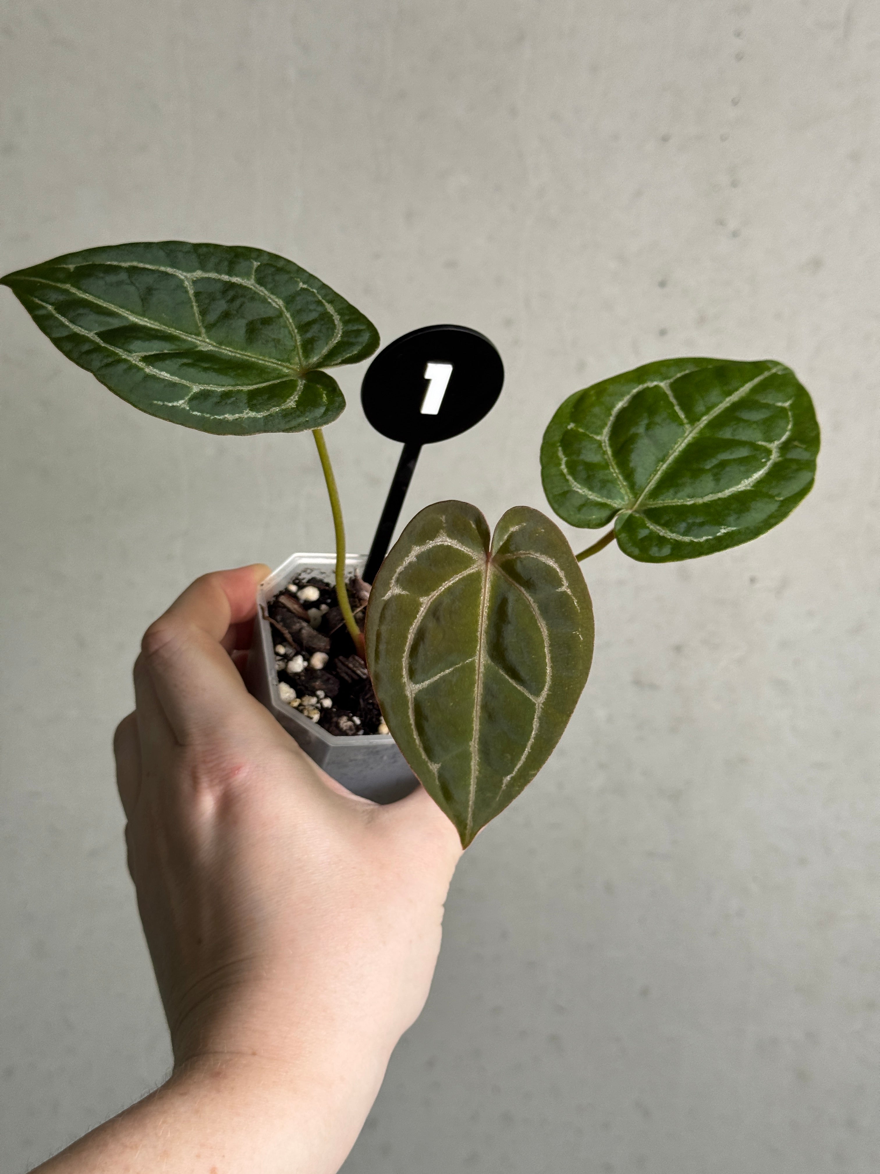 Anthurium Michelle x Forgetii