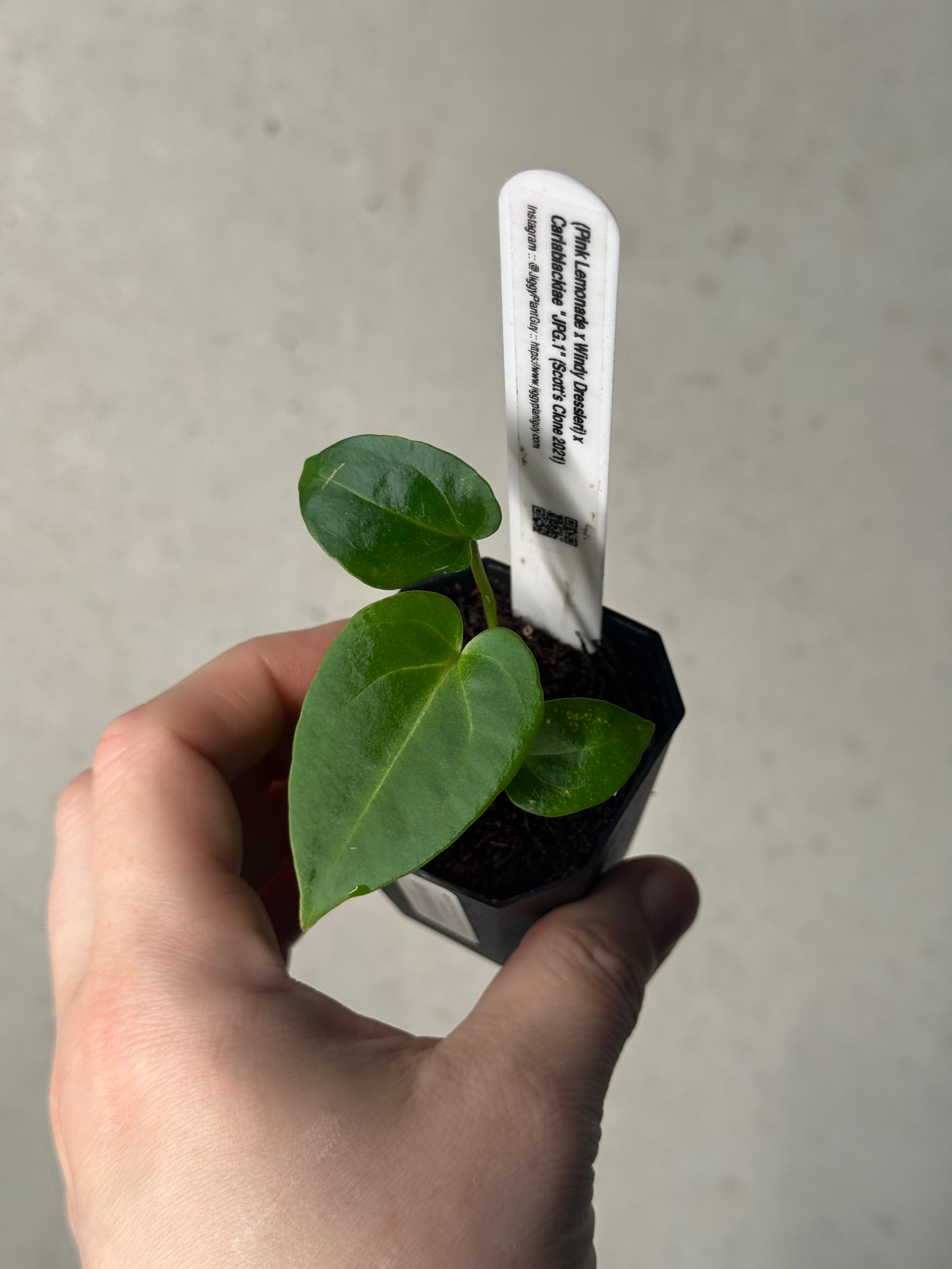 Anthurium (‘Pink Lemonade’ x Windy Dressleri) x Carlablackiae JPG.1