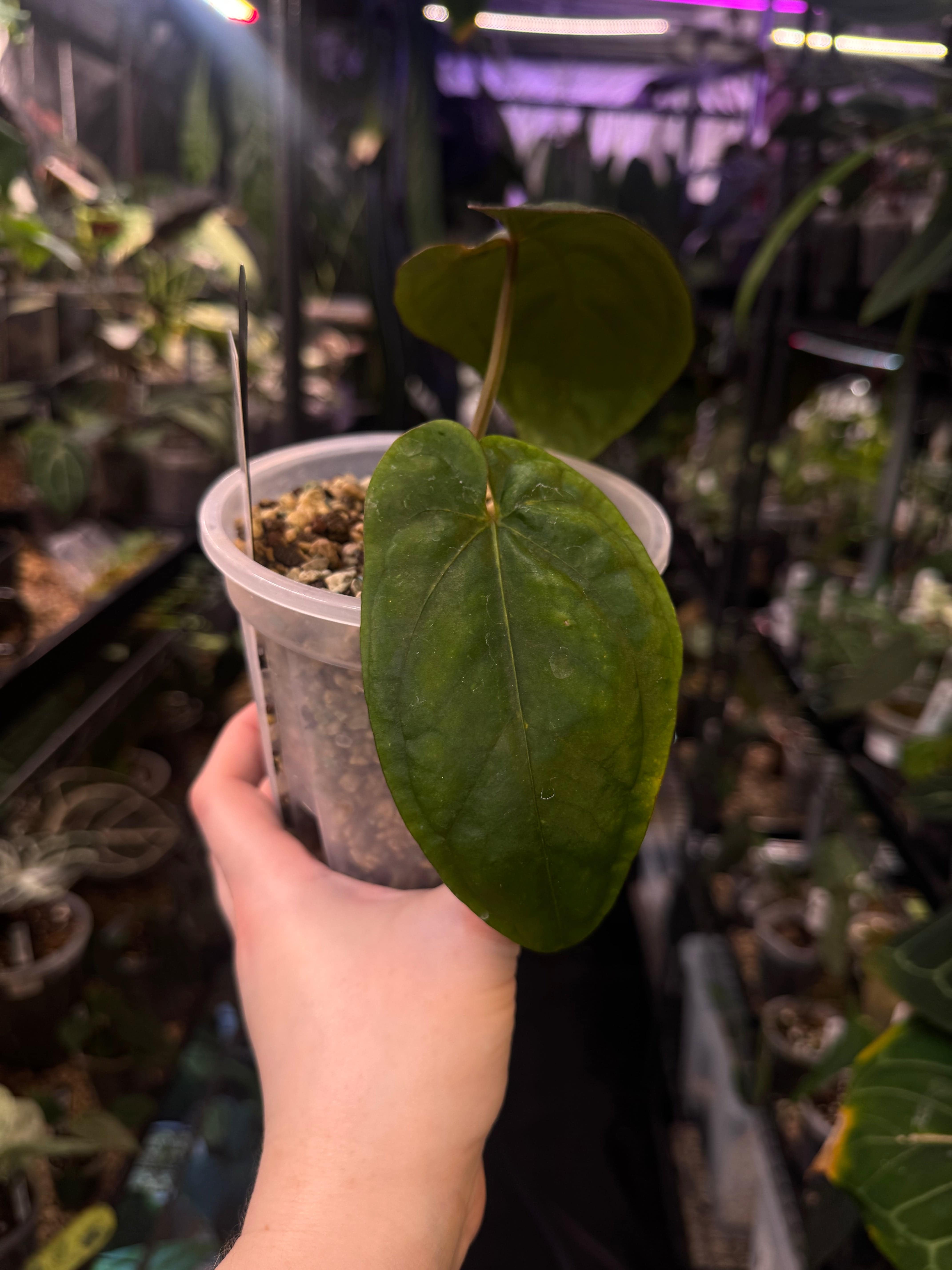 NFS: Anthurium Dressleri 'Windy' x self - SMUKHI
