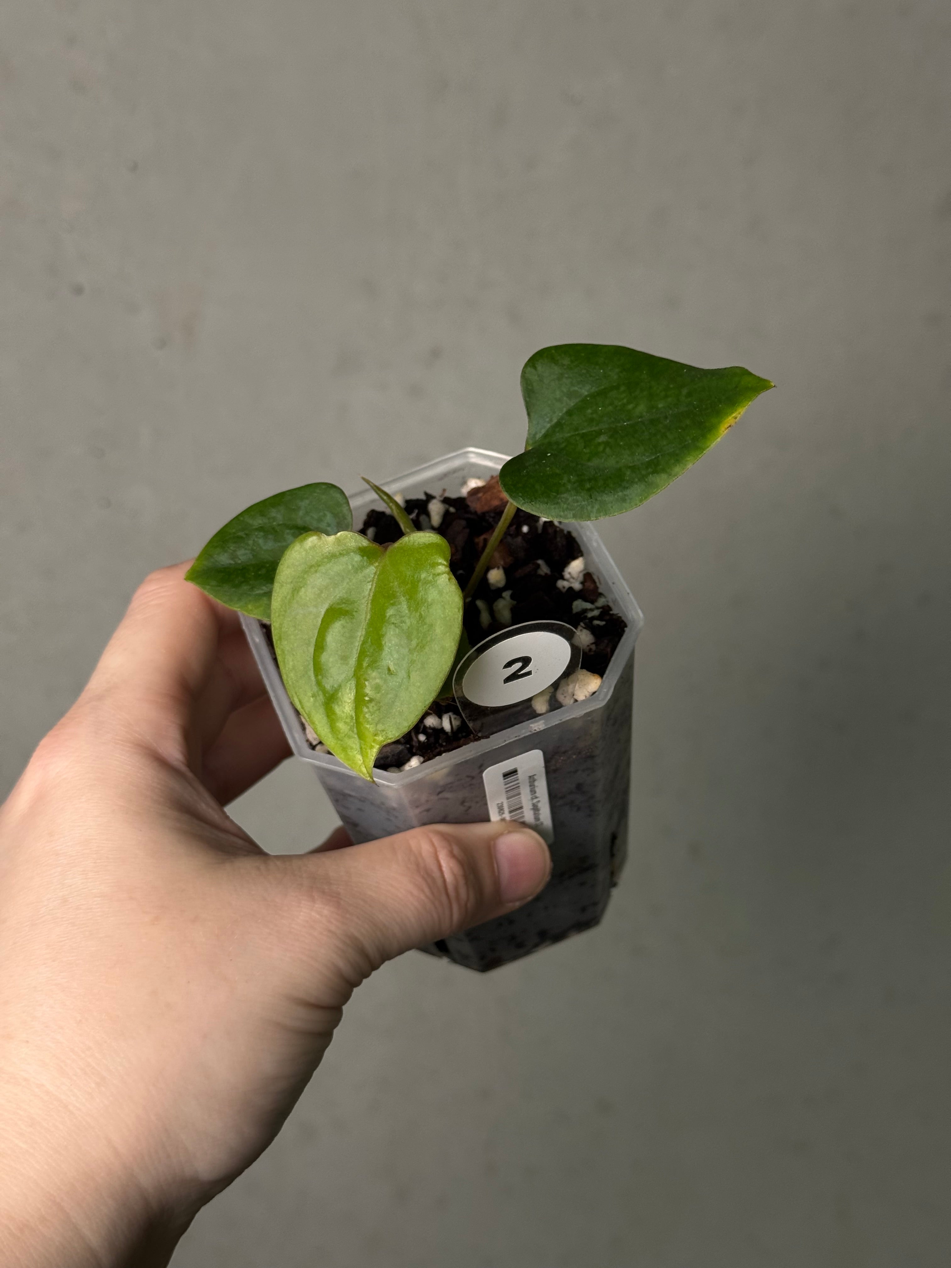 Anthurium cf. Sagittatum S1