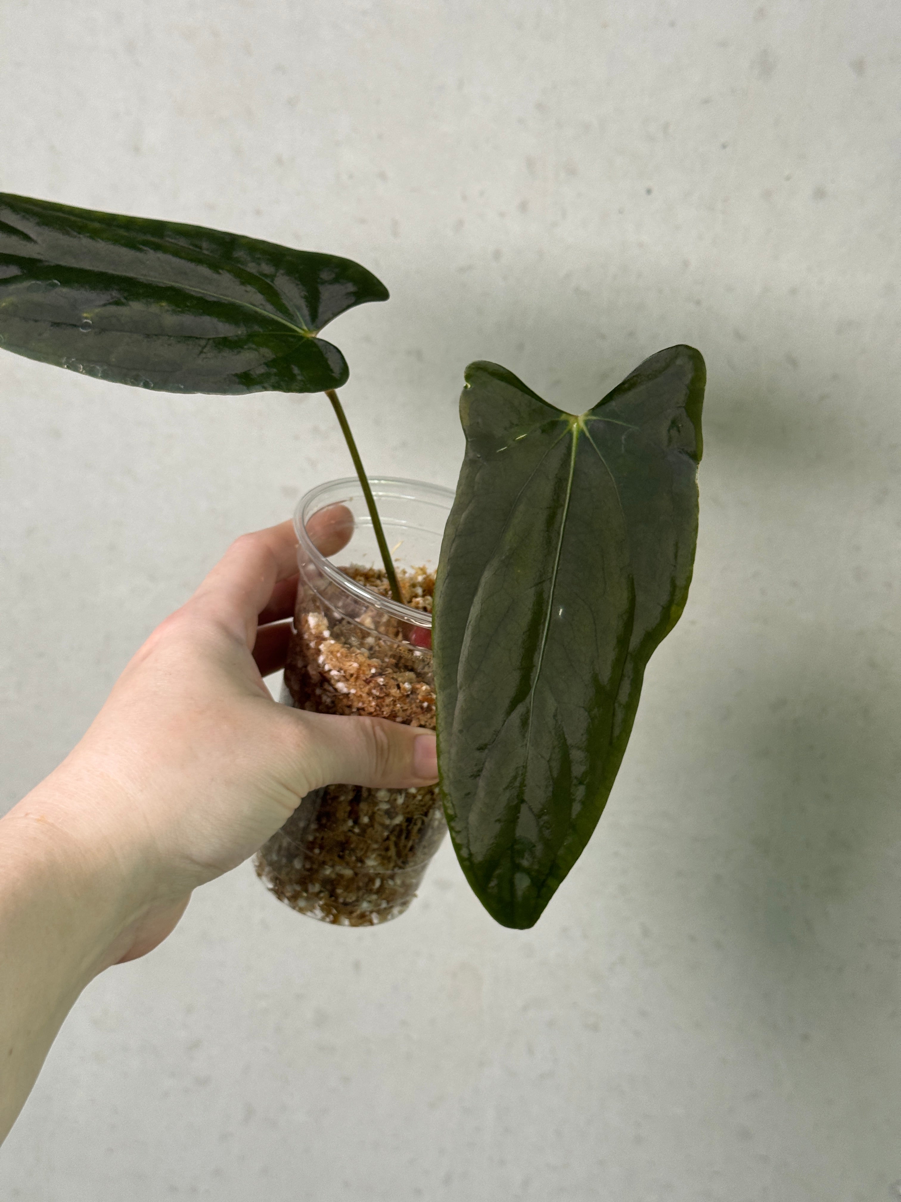 SMUKHI Anthurium plant with vibrant green leaves and red flowers, shown in a value grade indoor plant image.