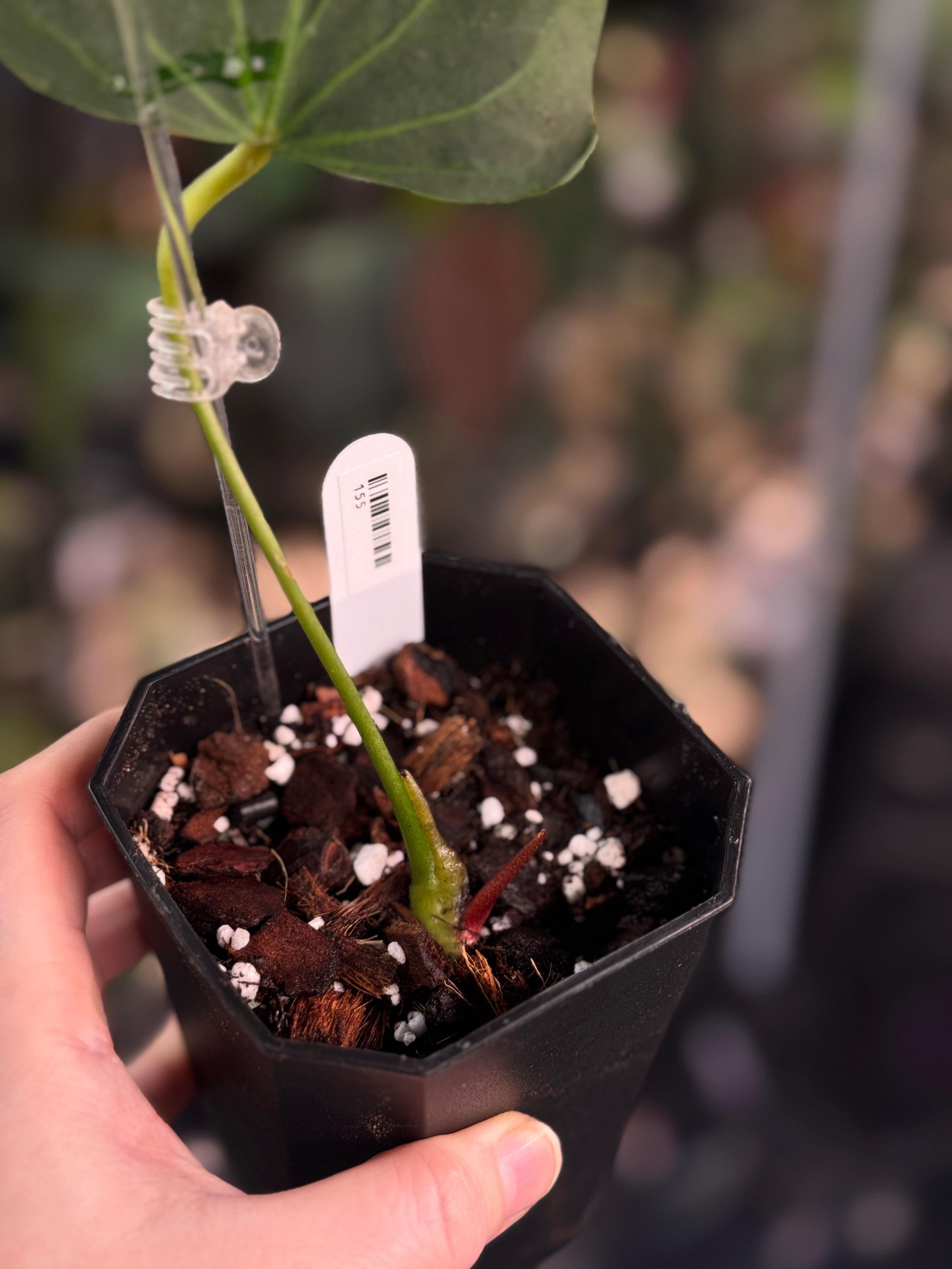 Anthurium HU 'Butterfly' - Clone - Pre-order