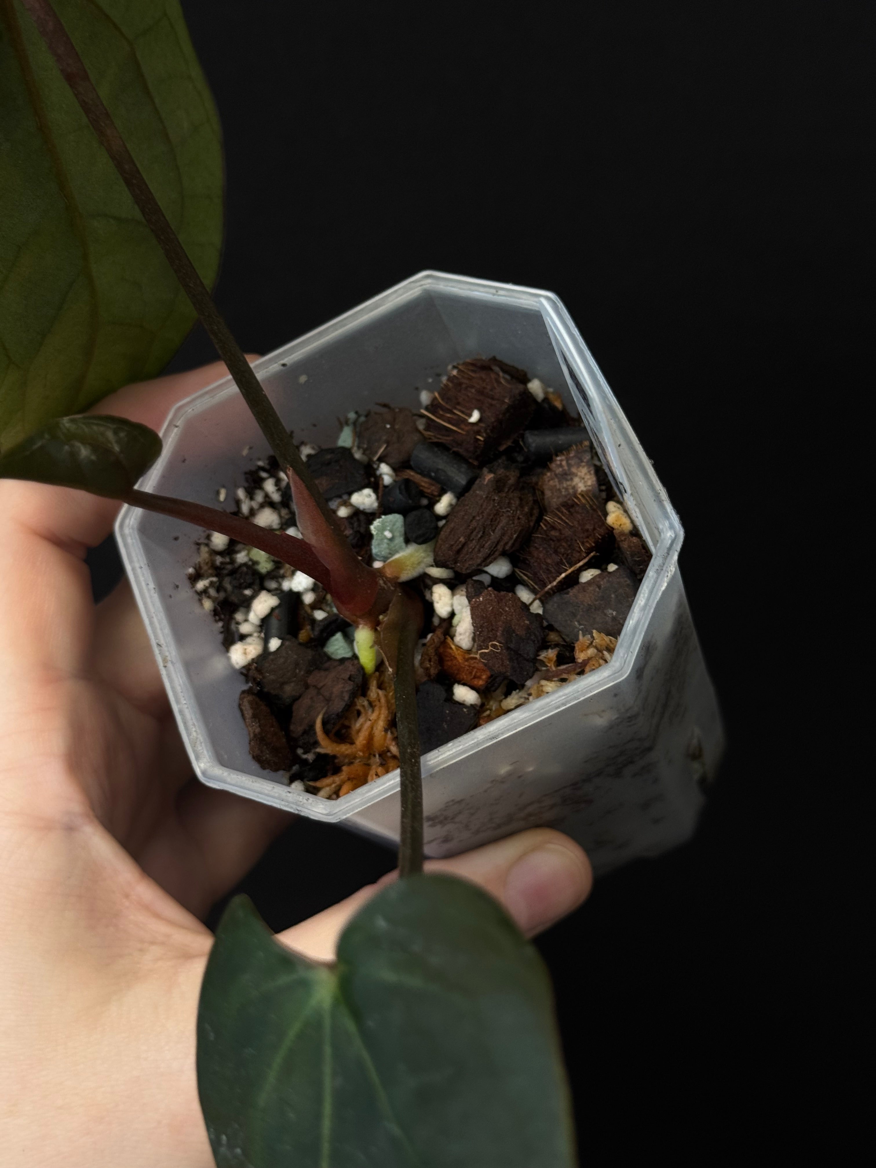 Anthurium Ace Of Spades Dark Form (SKG) F1