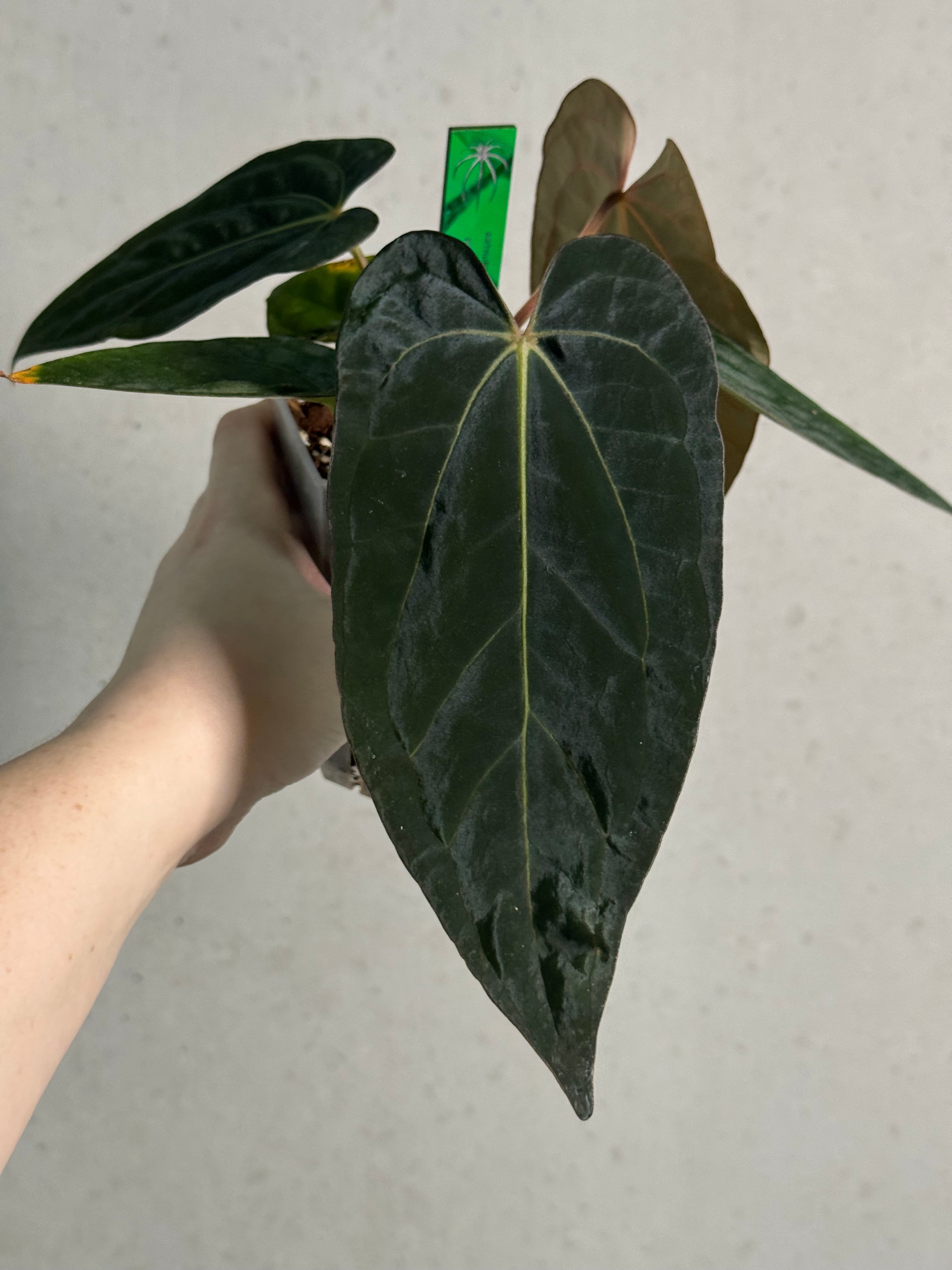 Anthurium Dressleri RG F2 ‘Dark Clone’ x Carlablackiae GPH-001 - SMUKHI