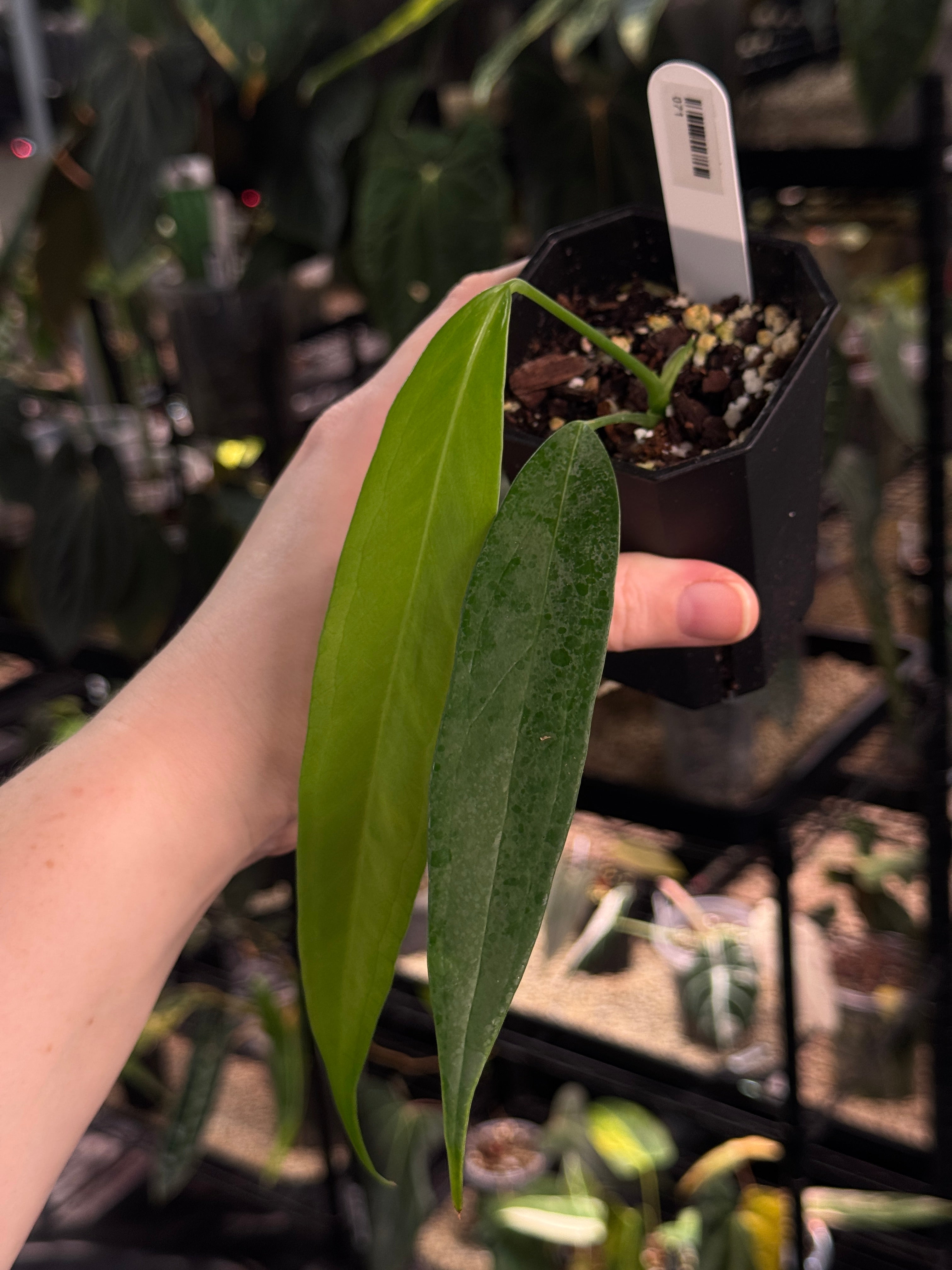 Anthurium Eminens S1