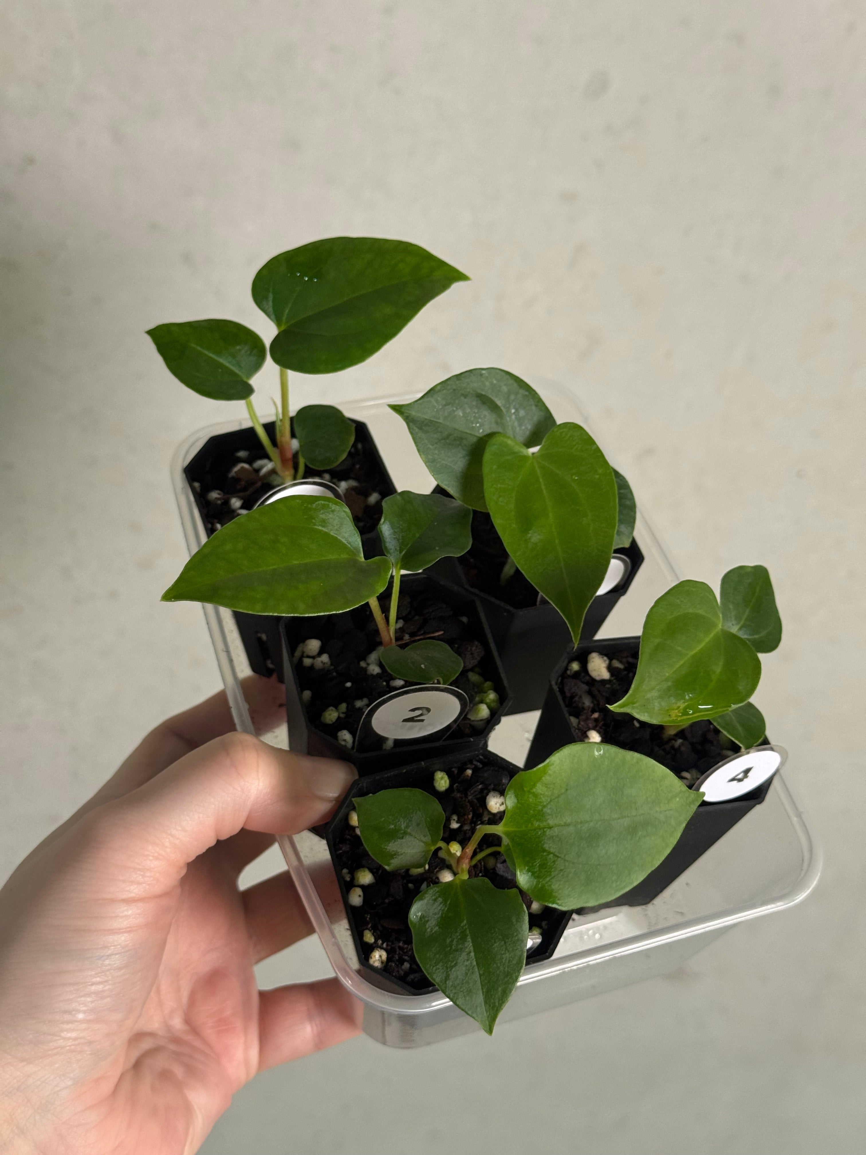 Anthurium (Fort Sherman x self) x (Ralph Lynam x Fort Sherman) - SMUKHI