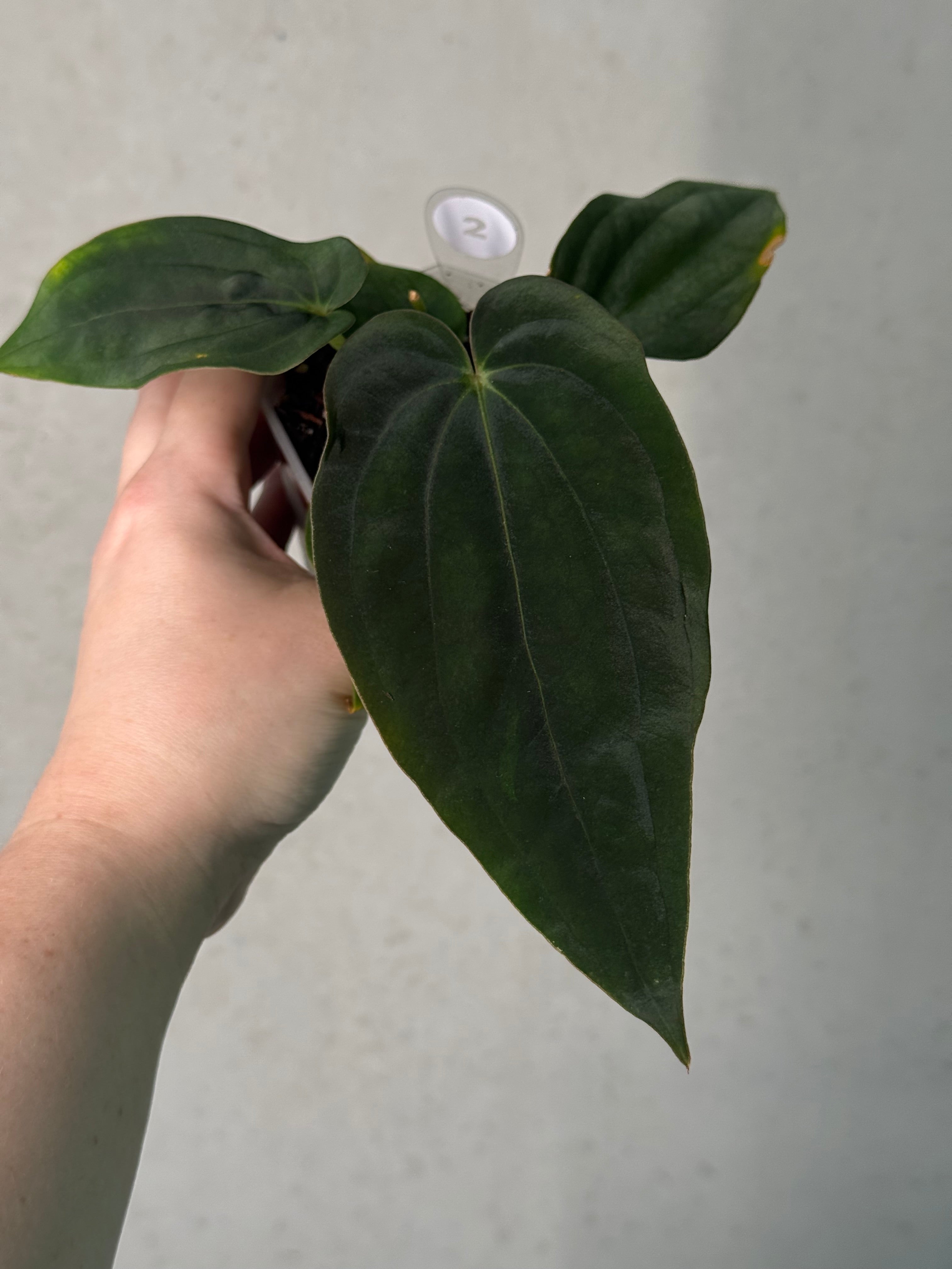 Anthurium Antolakii (BVEP) ‘Round’ x RA1 F2