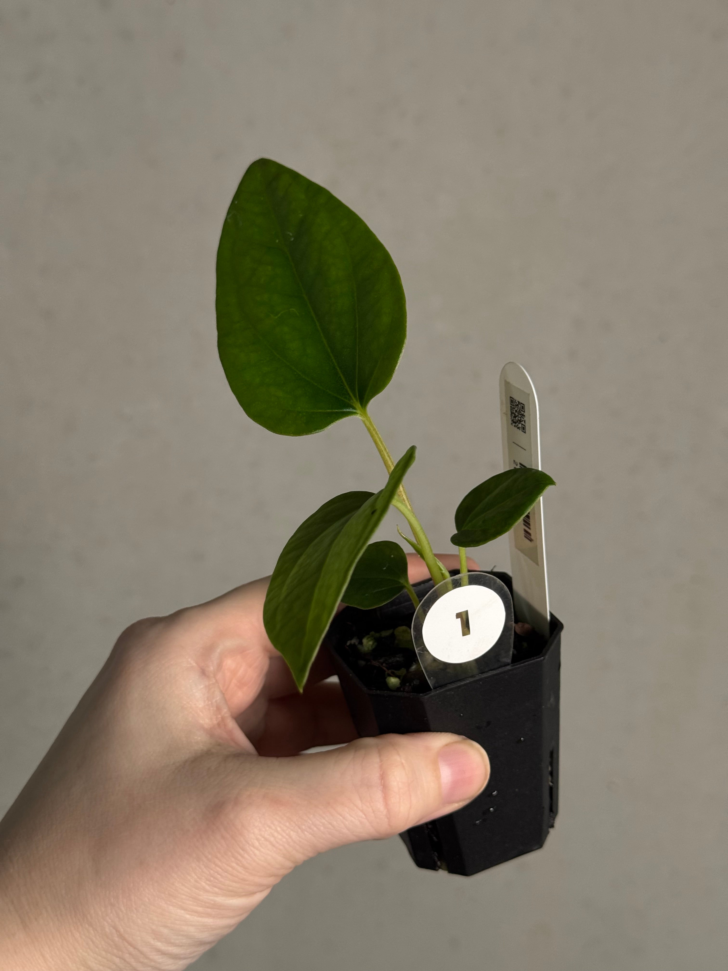 Anthurium Mr. Worldwide x Debile