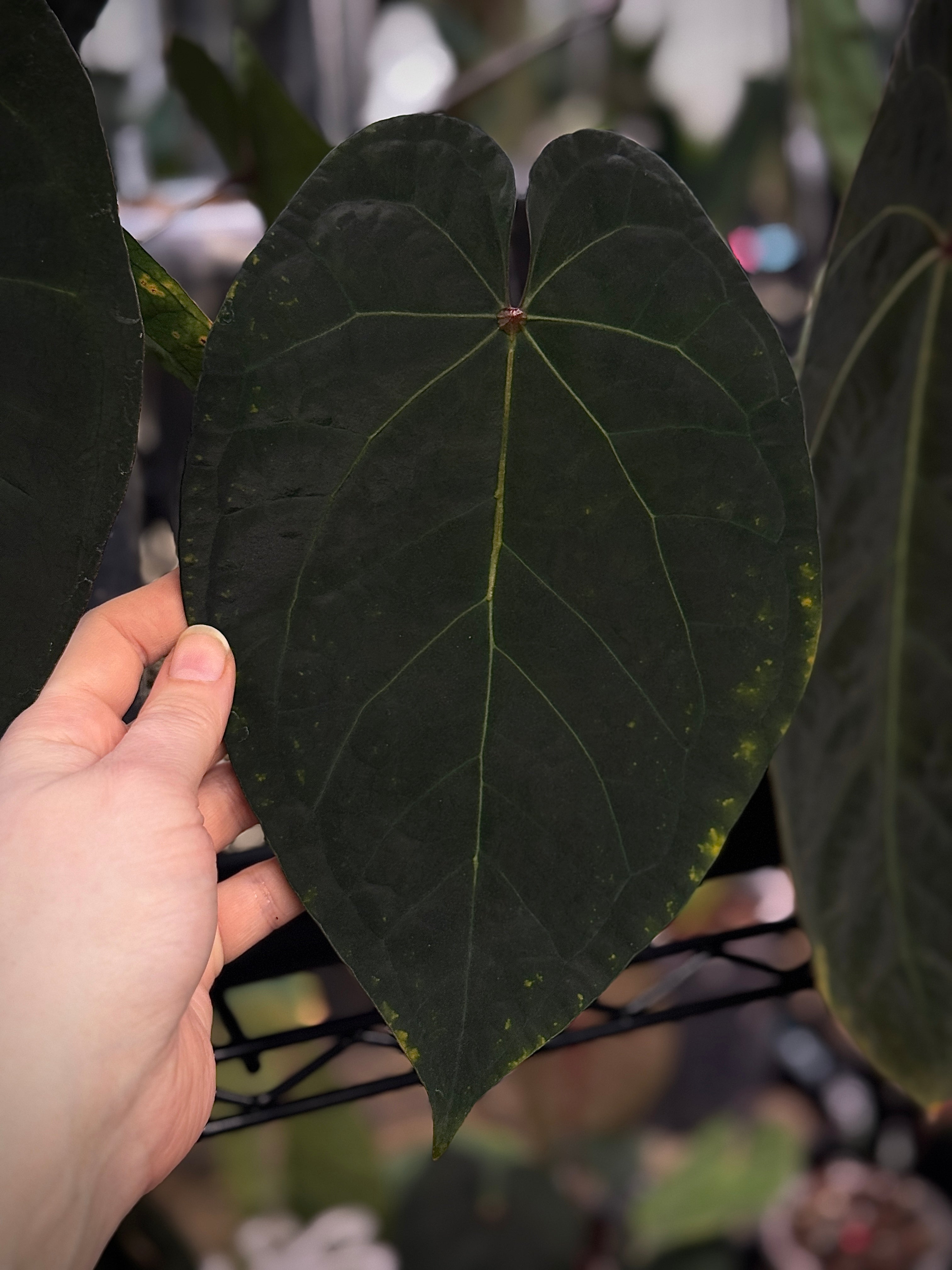 Anthurium Ace of Spades Dark x Green Form - Clone - Pre-order - SMUKHI