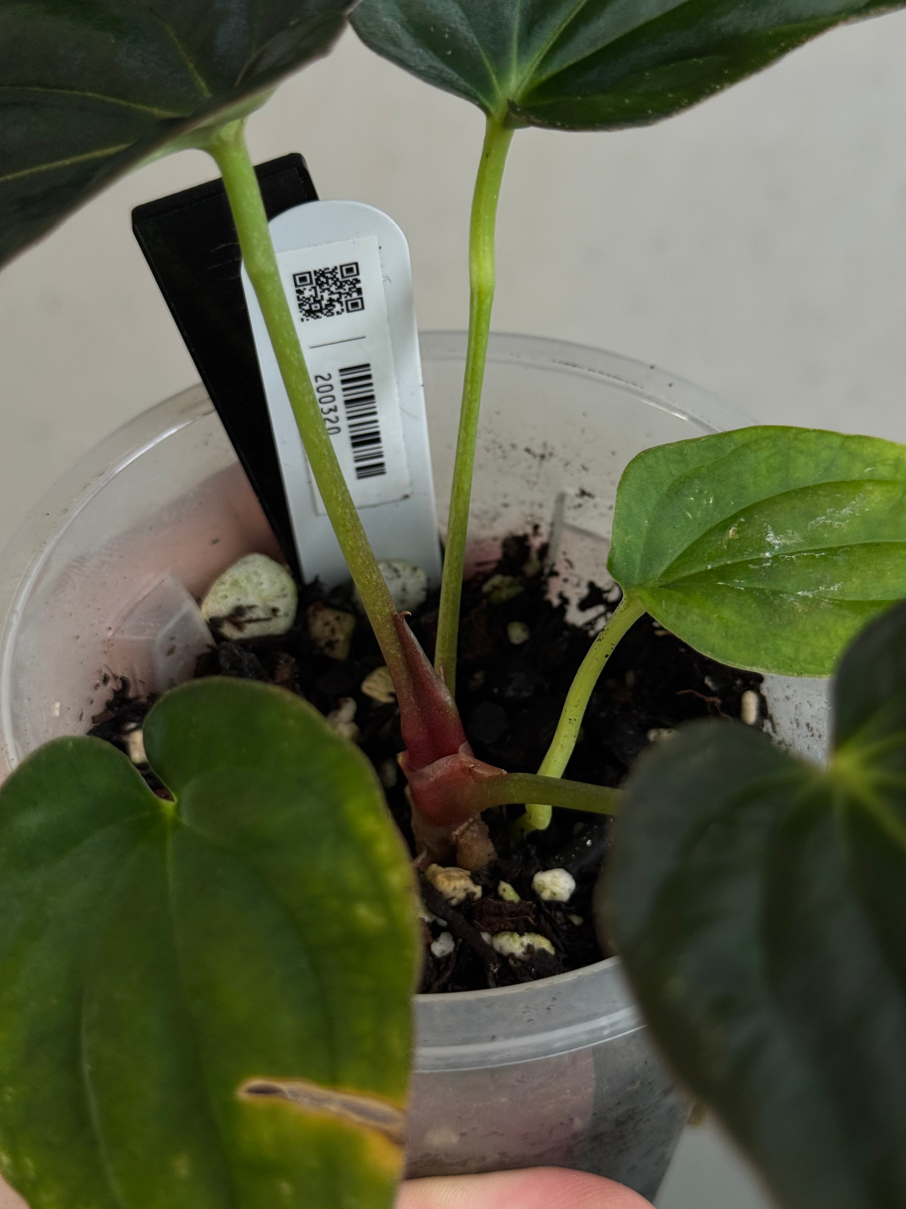 Anthurium Antolakii (BVEP) ‘Round’ x RA1 F2