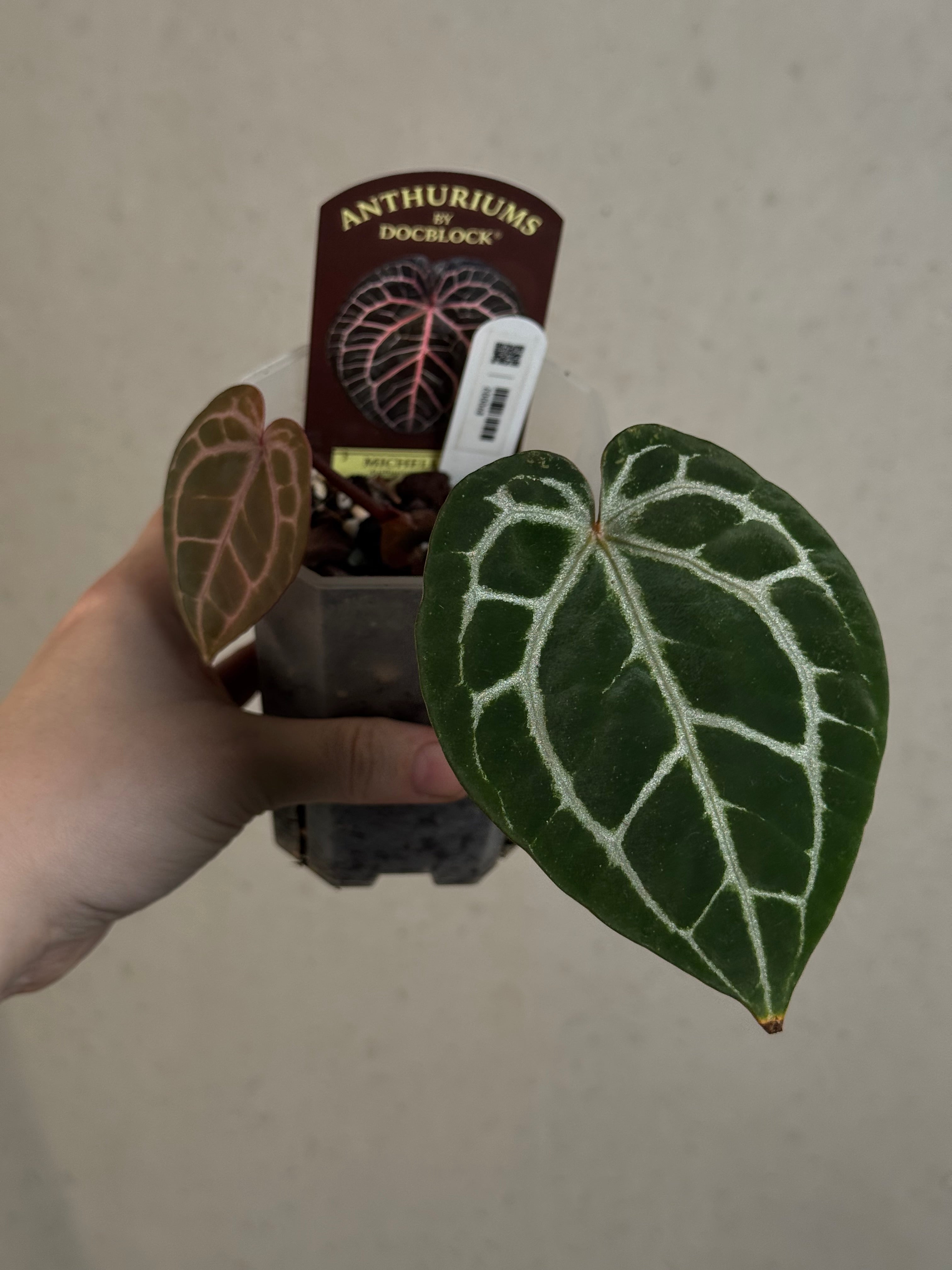 B-Grade/Sad Plants - Various Plants