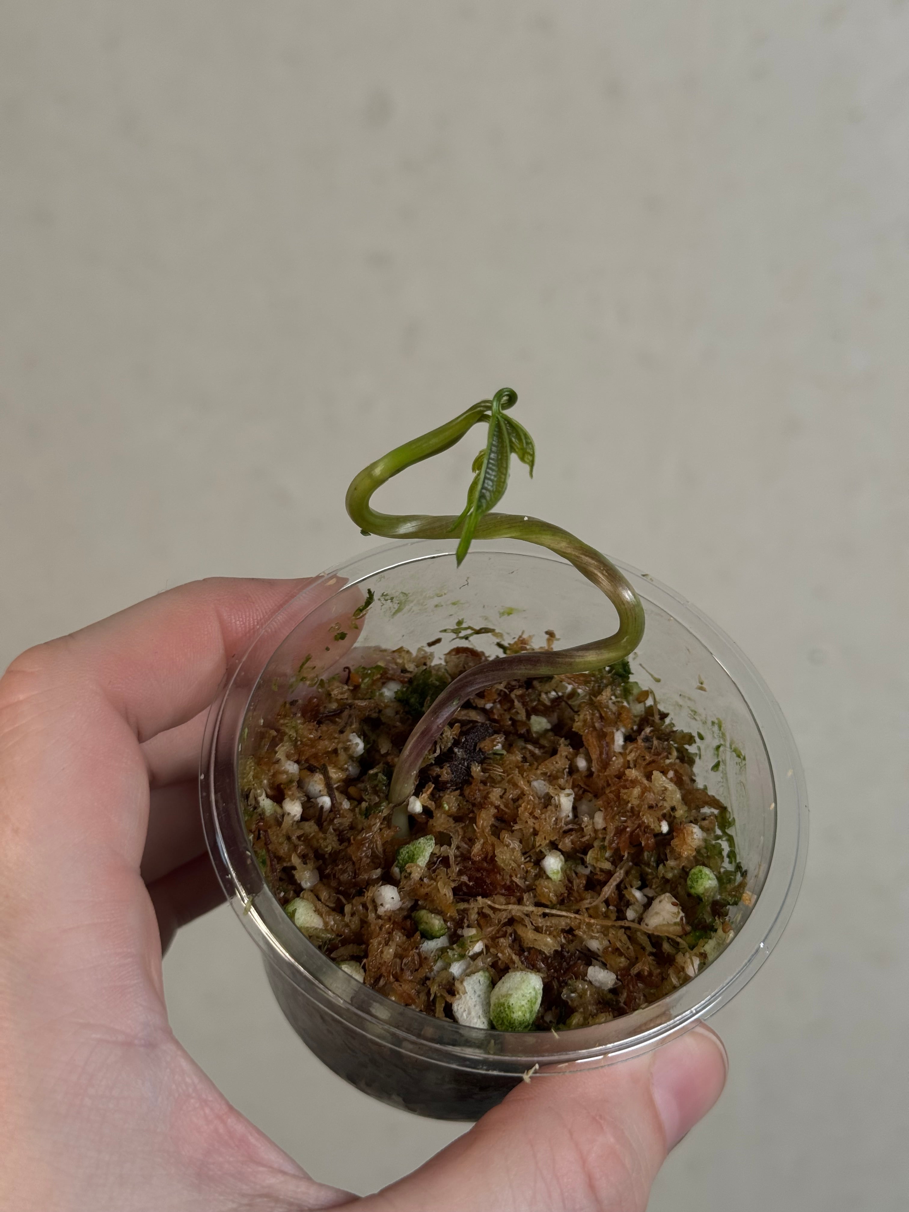 Dioscorea Sansibarensis