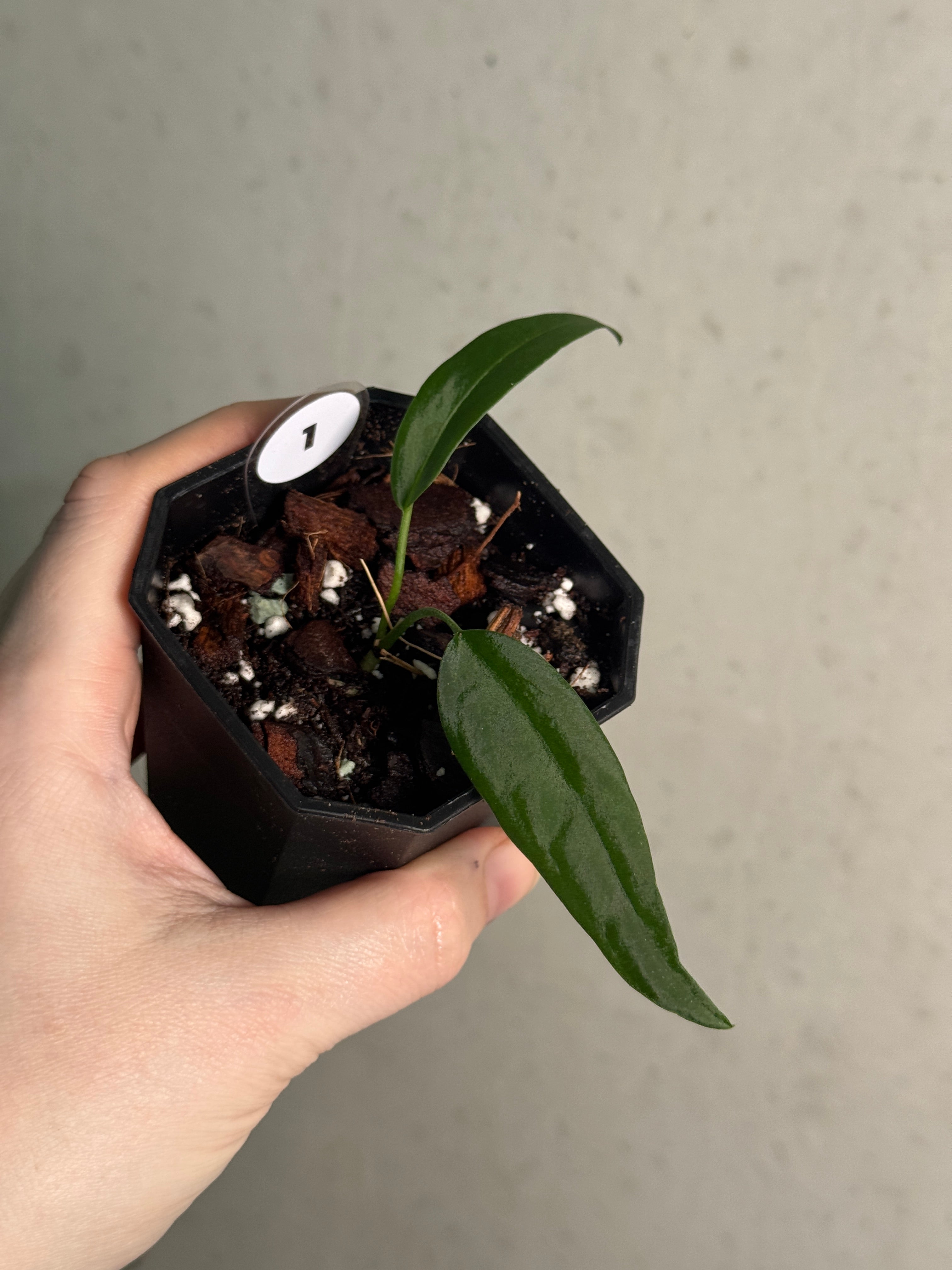 Anthurium Pallidiflorum - Clone - SMUKHI