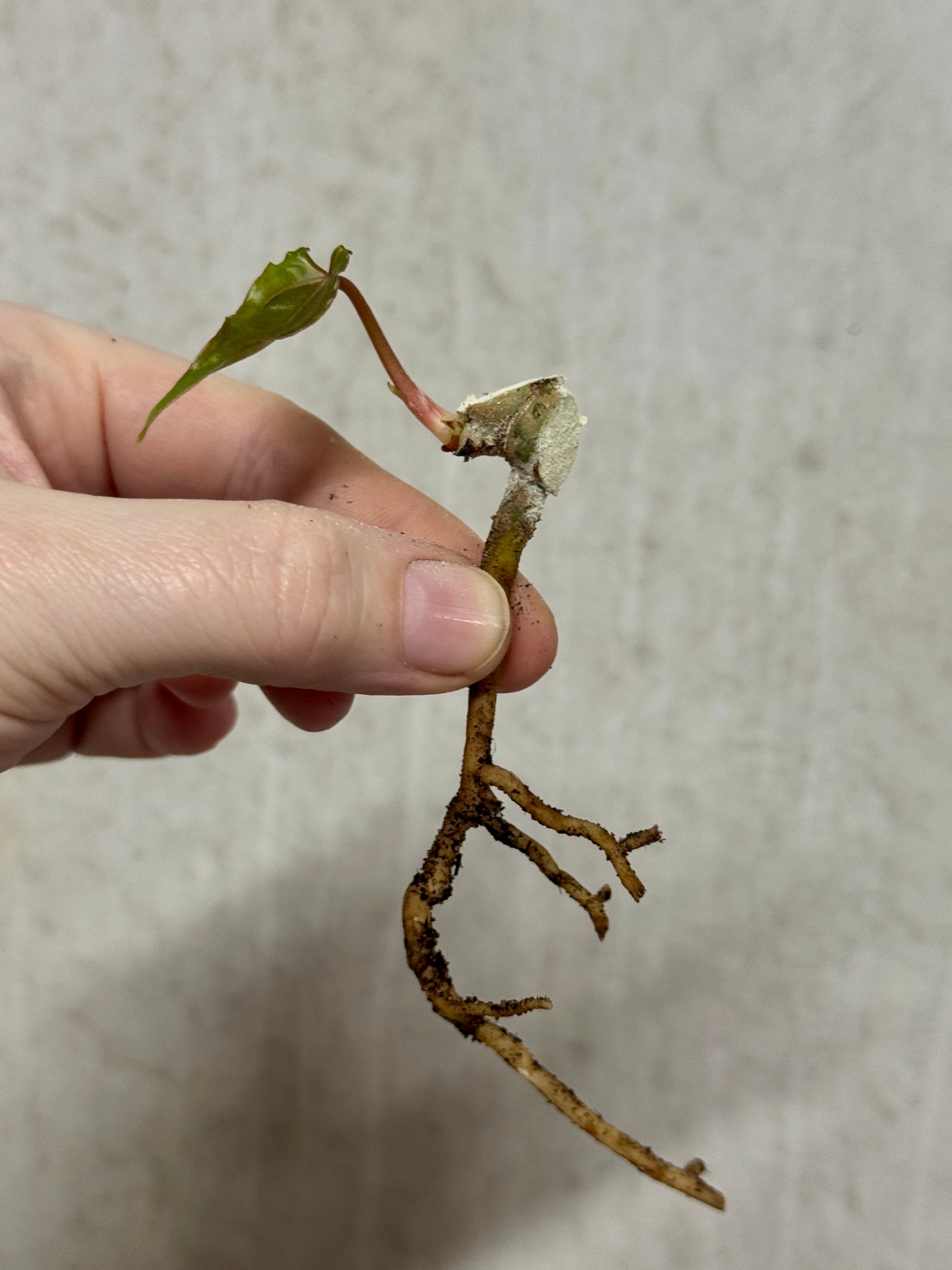 Anthurium Dark Phoenix Mutated - Clone