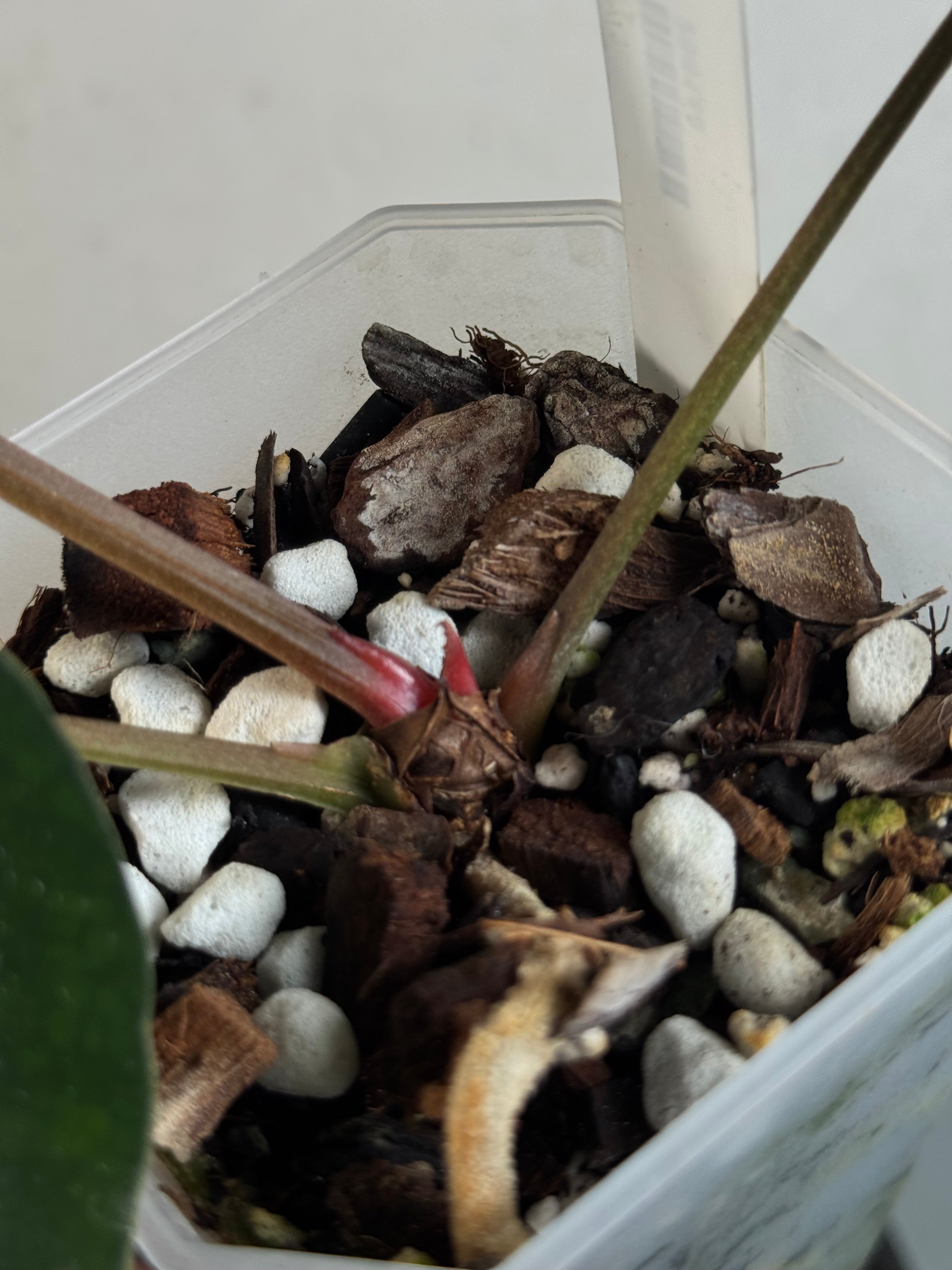 Anthurium Carlablackiae