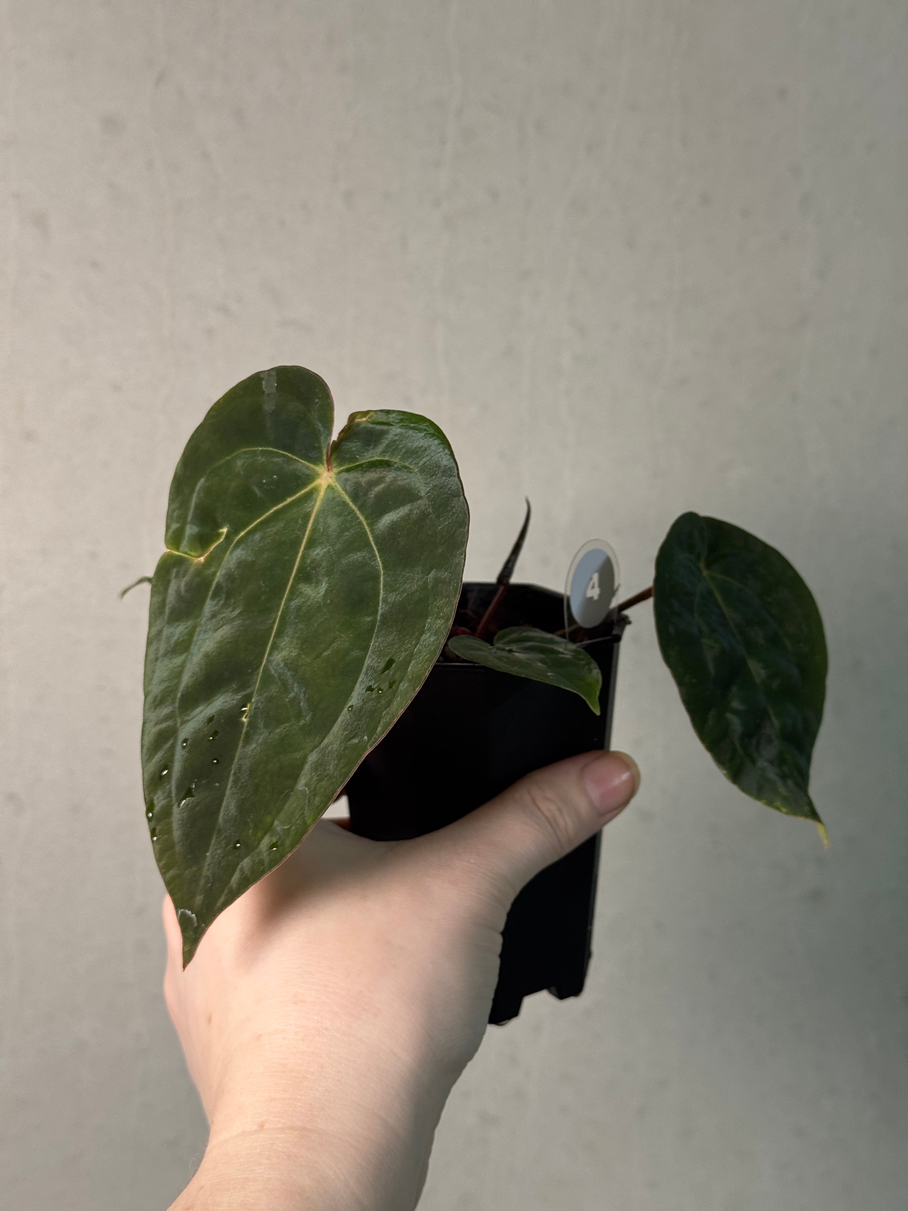 Anthurium Papillilaminum 'Guna Yala' x (Zara x Michelle) - SMUKHI