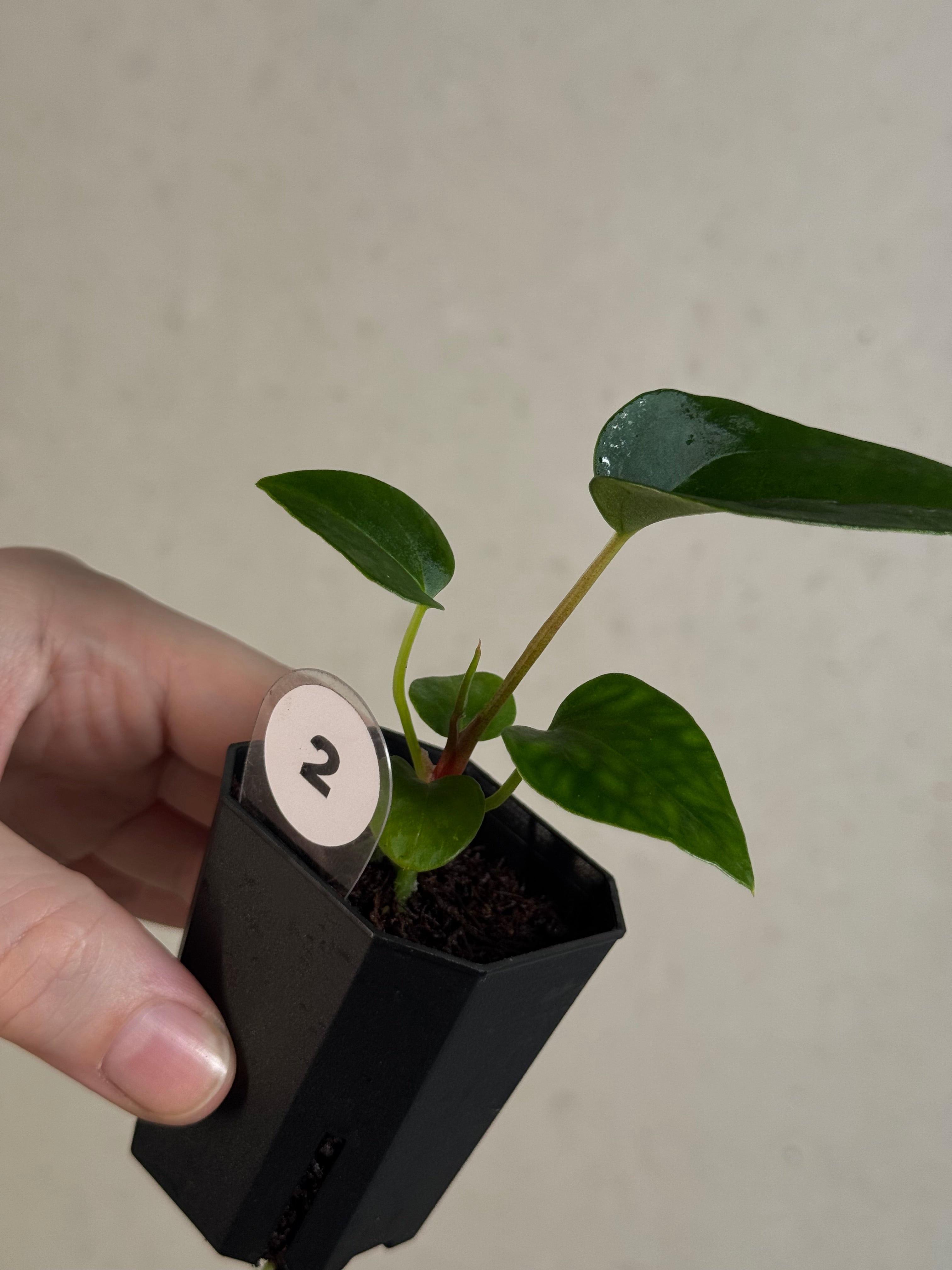 Anthurium (Fort Sherman x Dressleri RG) x (Ralph Lynam x self)