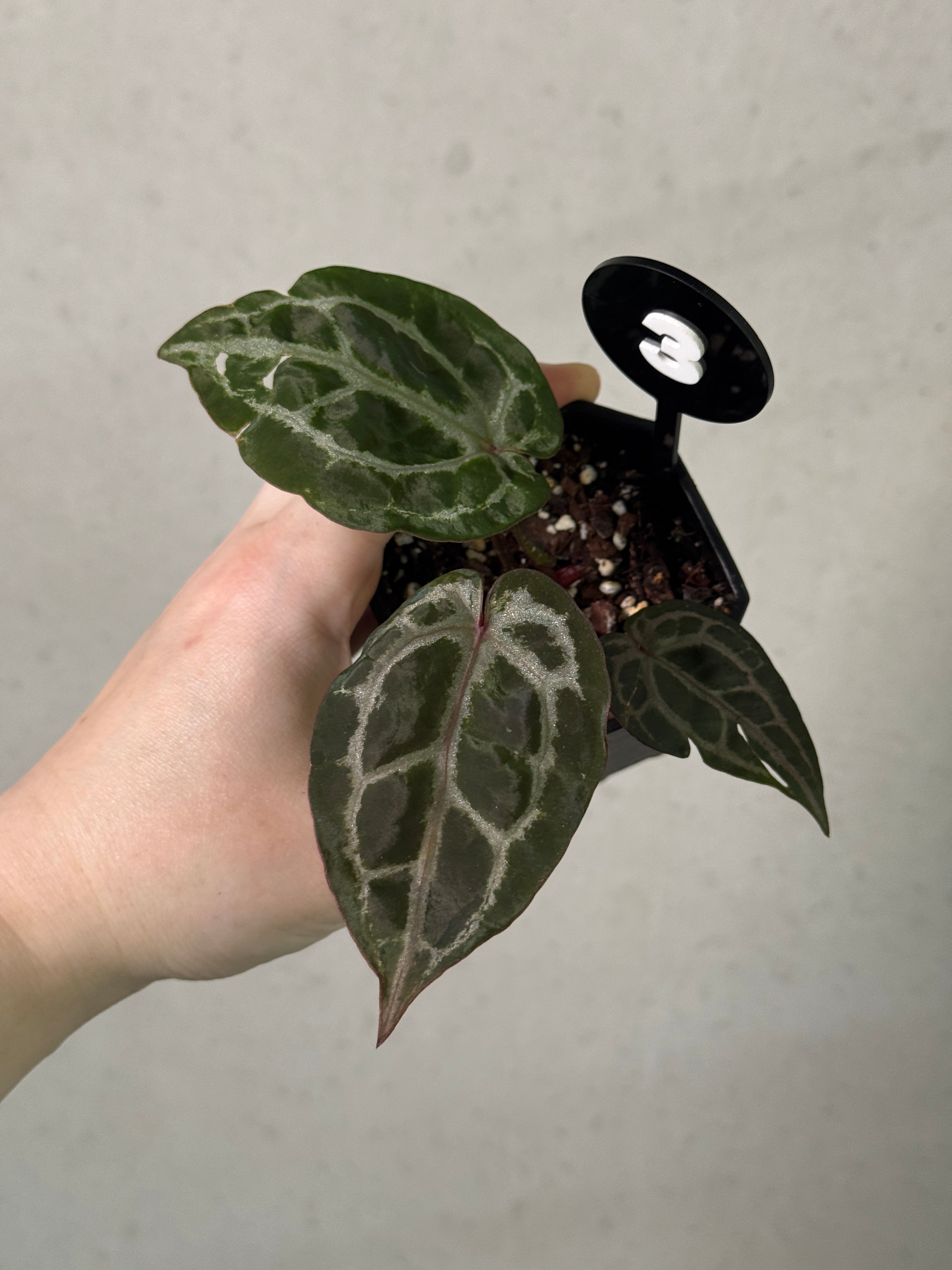 Healthy Anthurium Michelle plant with vibrant green leaves and glossy red flowers, displayed as a potted indoor decorative plant.