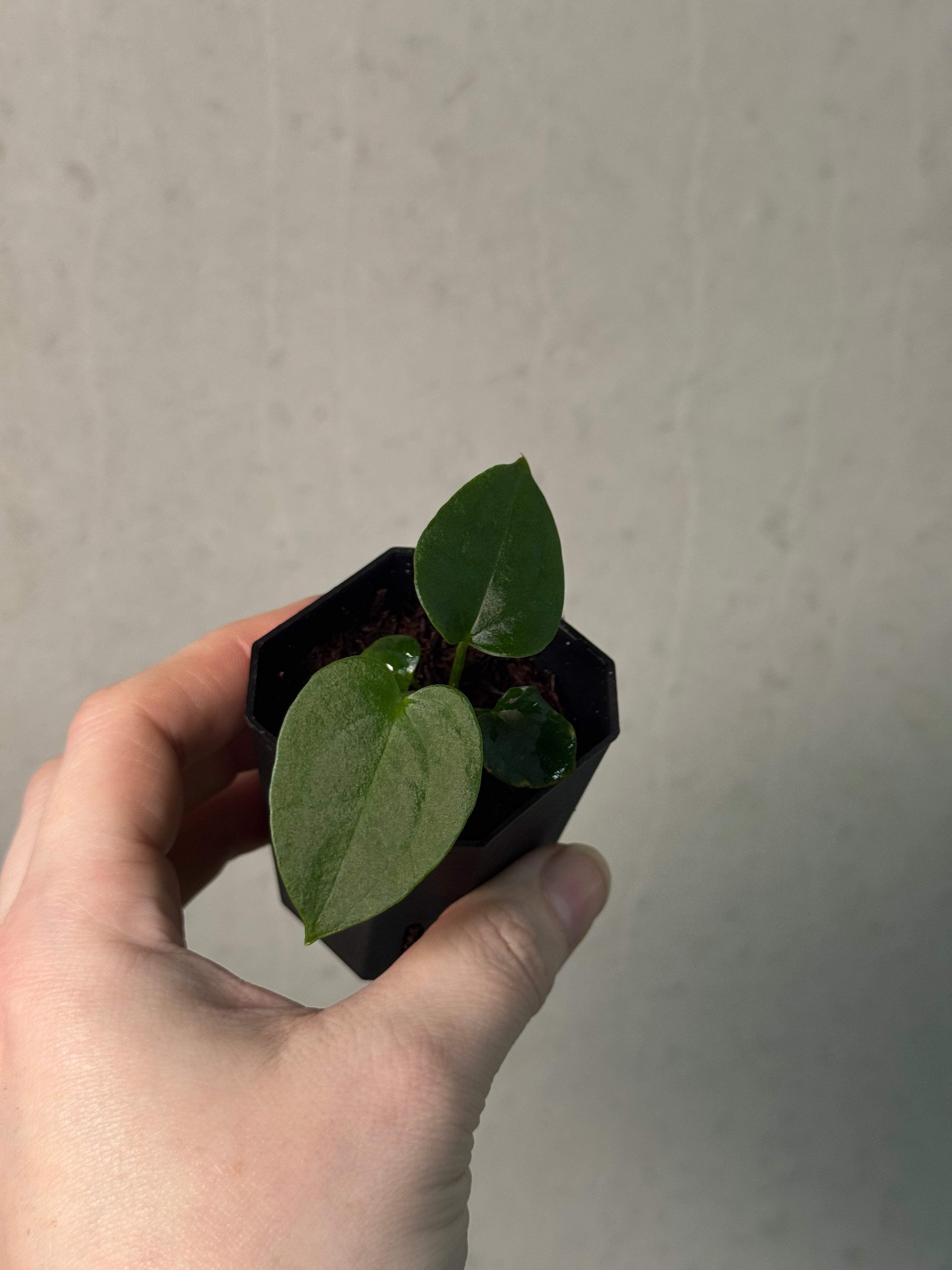 Anthurium (Dressleri RG x Carlablackiae ‘Amanda’) x RVDP - SMUKHI