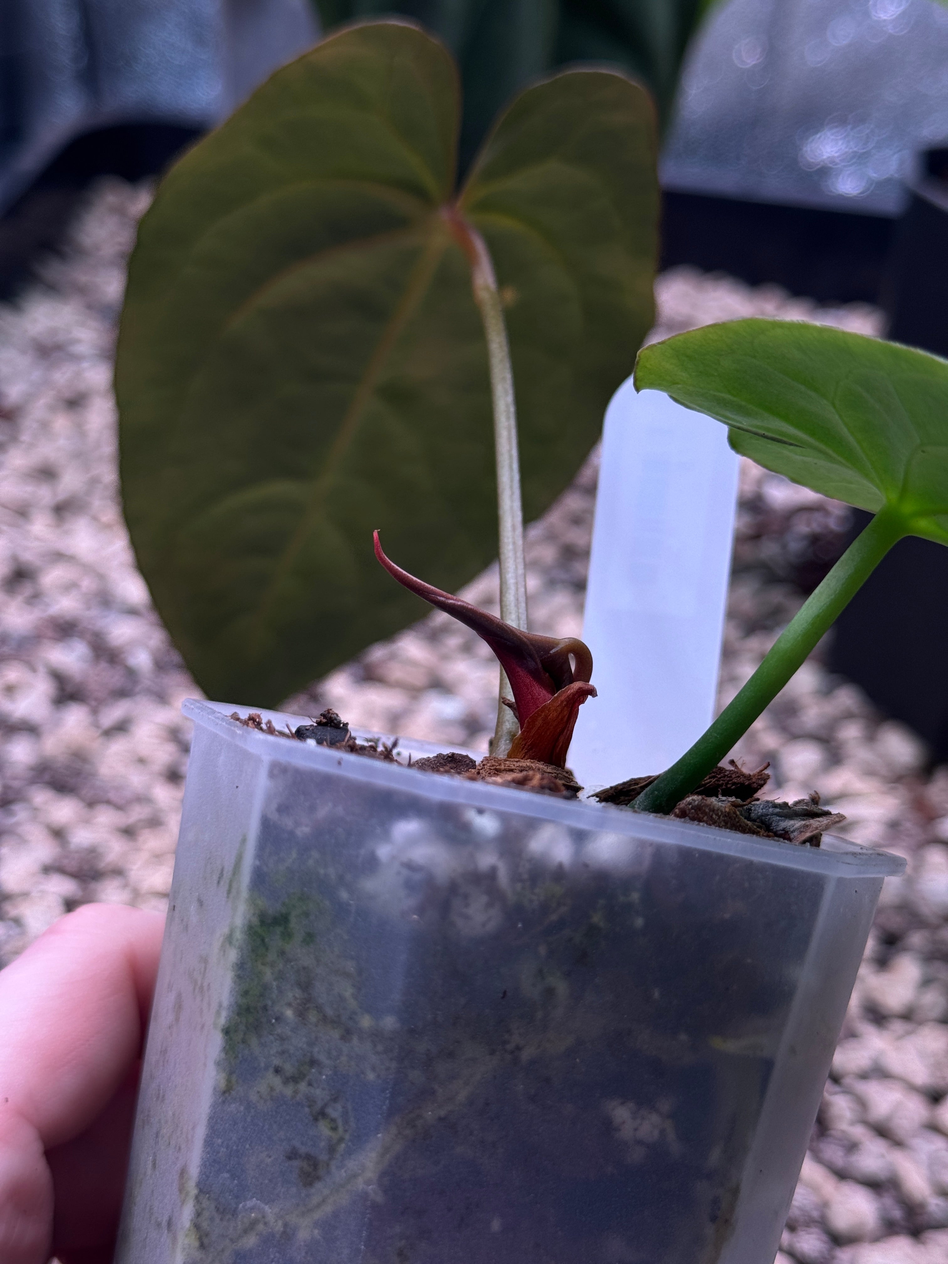 Anthurium Papillilaminum XOne