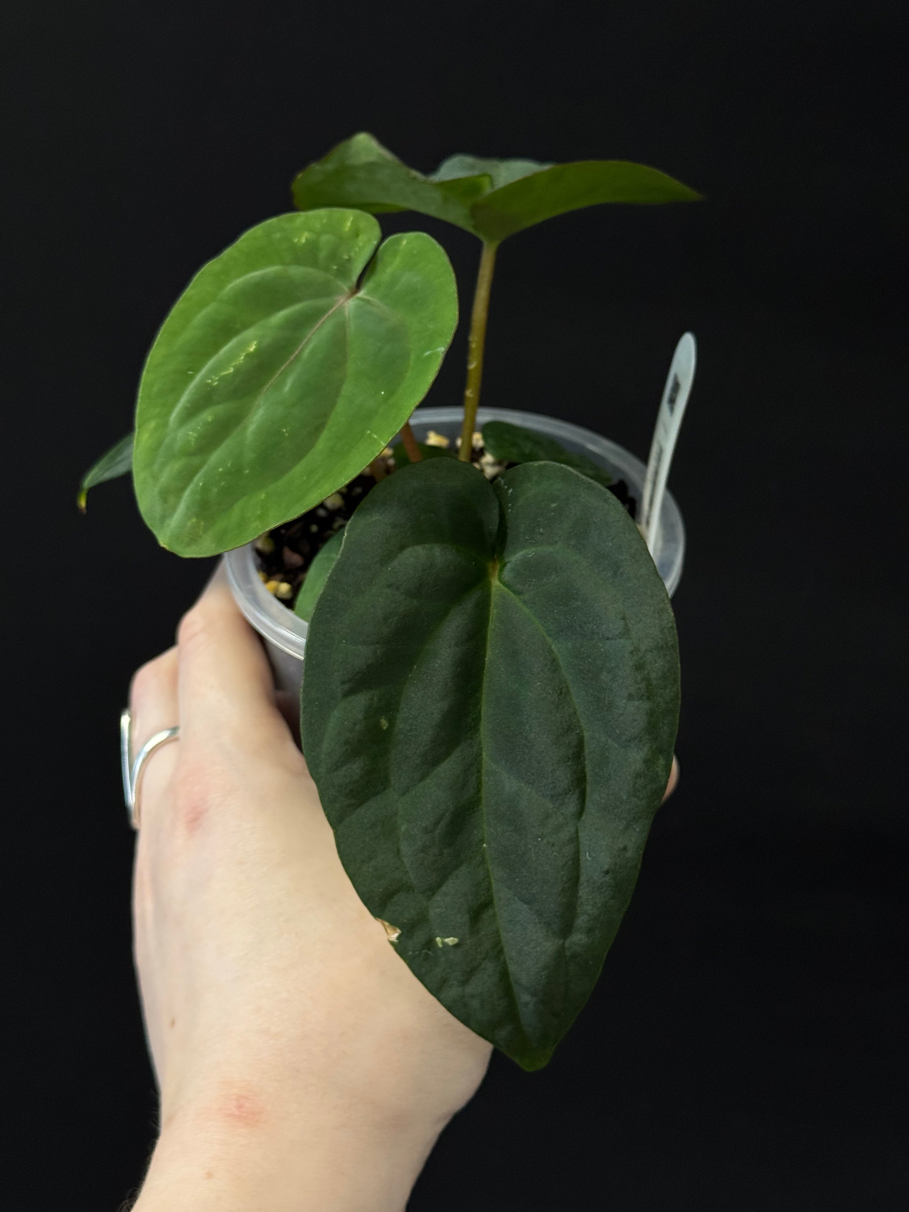 Anthurium (Dressleri RG F2 x Carlablackiae 'Amanda') x (Dressleri 'Oliver' x BVEP 'Felix')