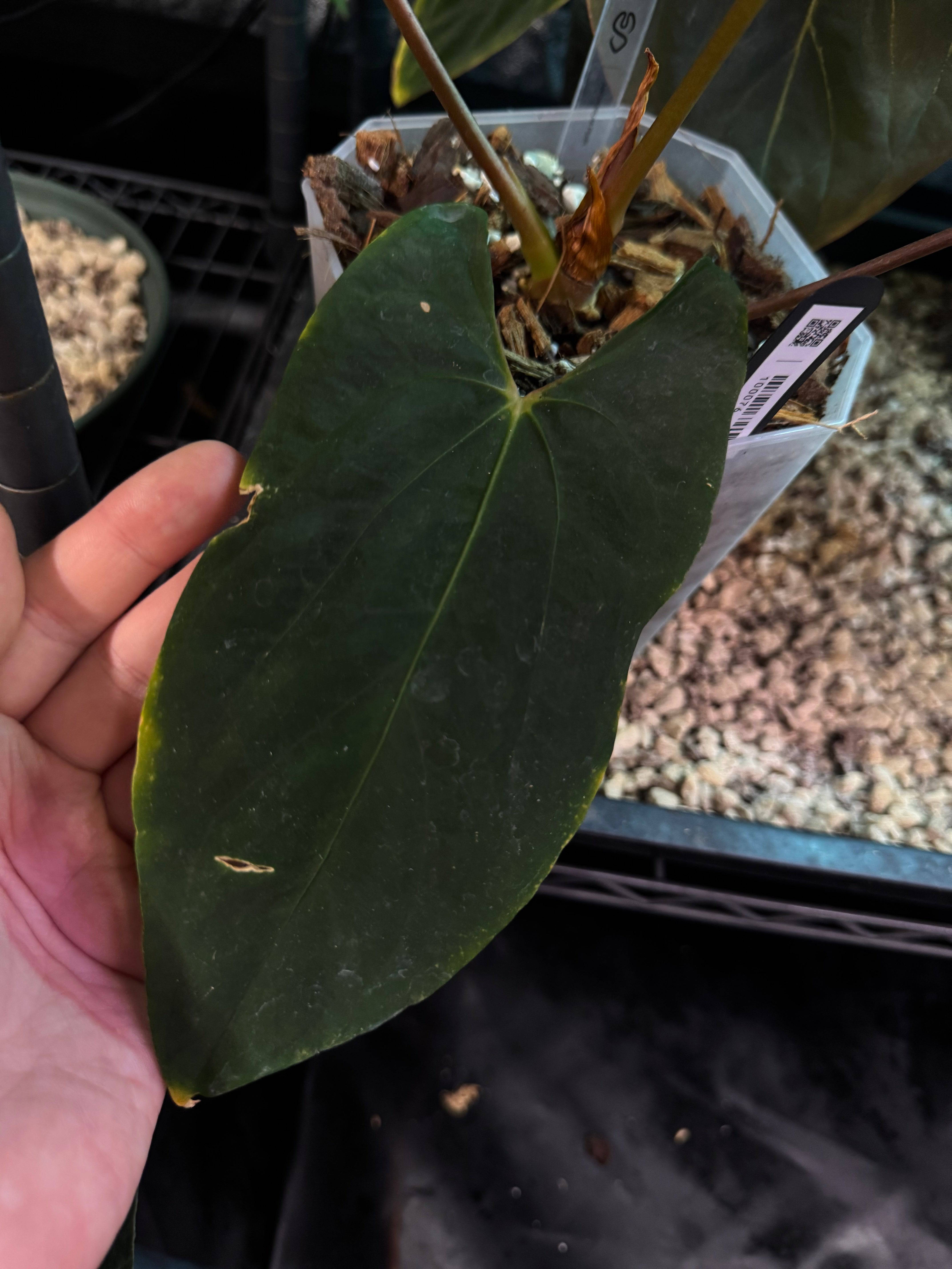 NFS: Anthurium (Fort Sherman x Ralph Lynam) x self - SMUKHI