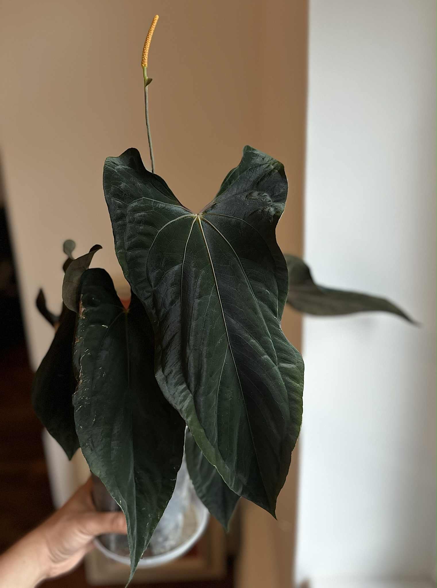NFS: Anthurium RLxFS x (Ralph Lynam x self)