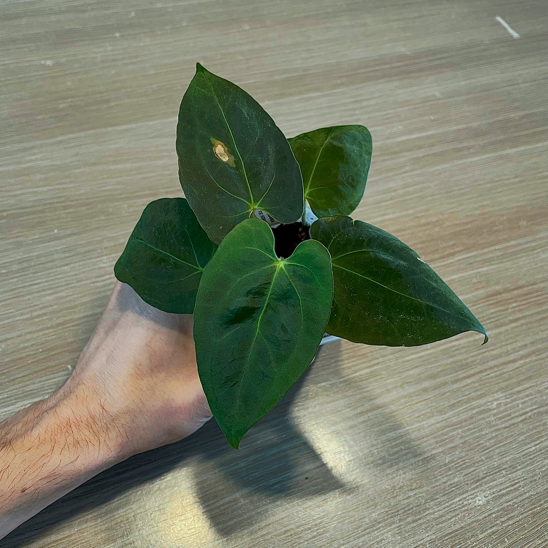 Anthurium - Various plants