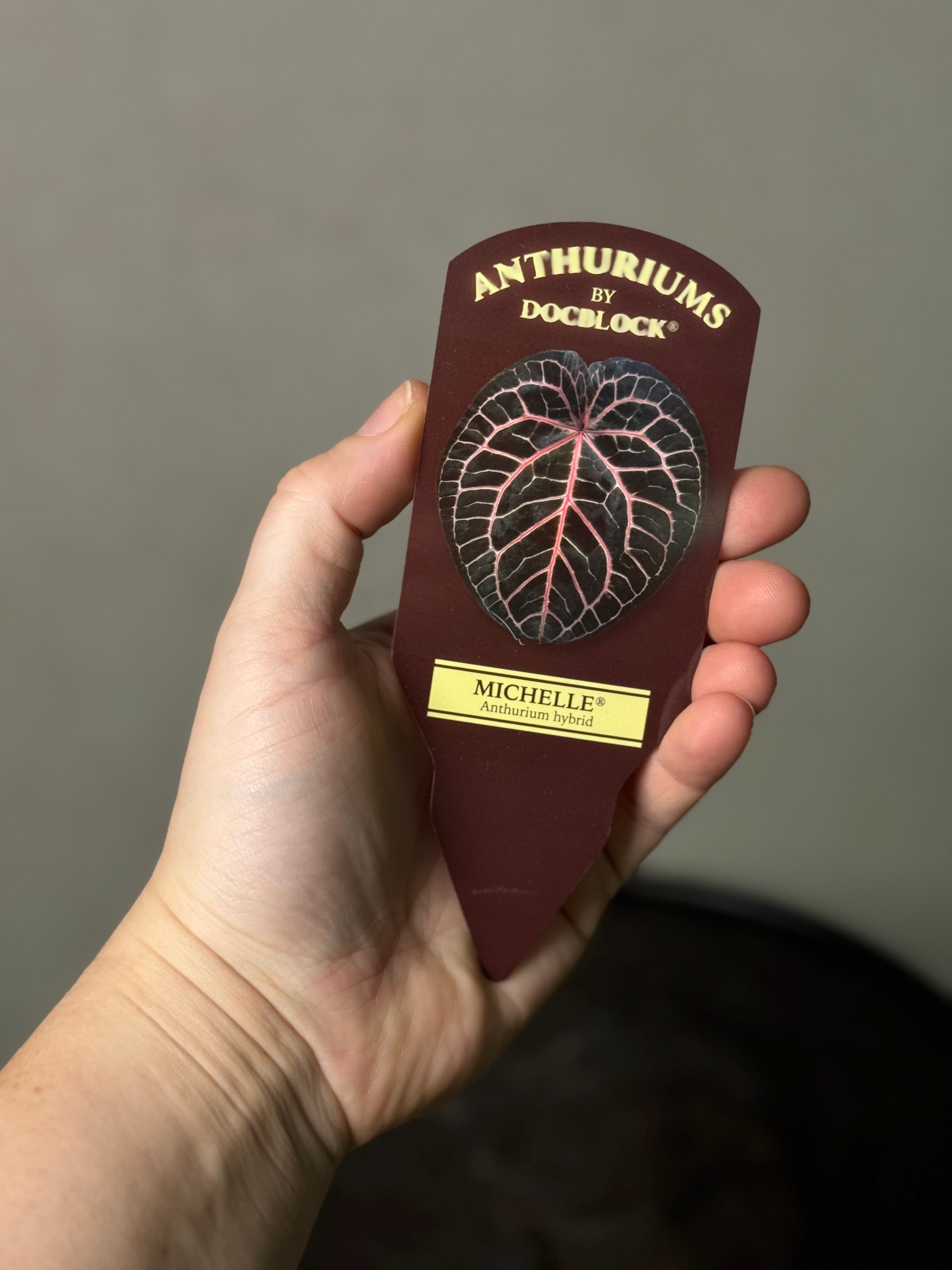 Anthurium DocBlock Michelle