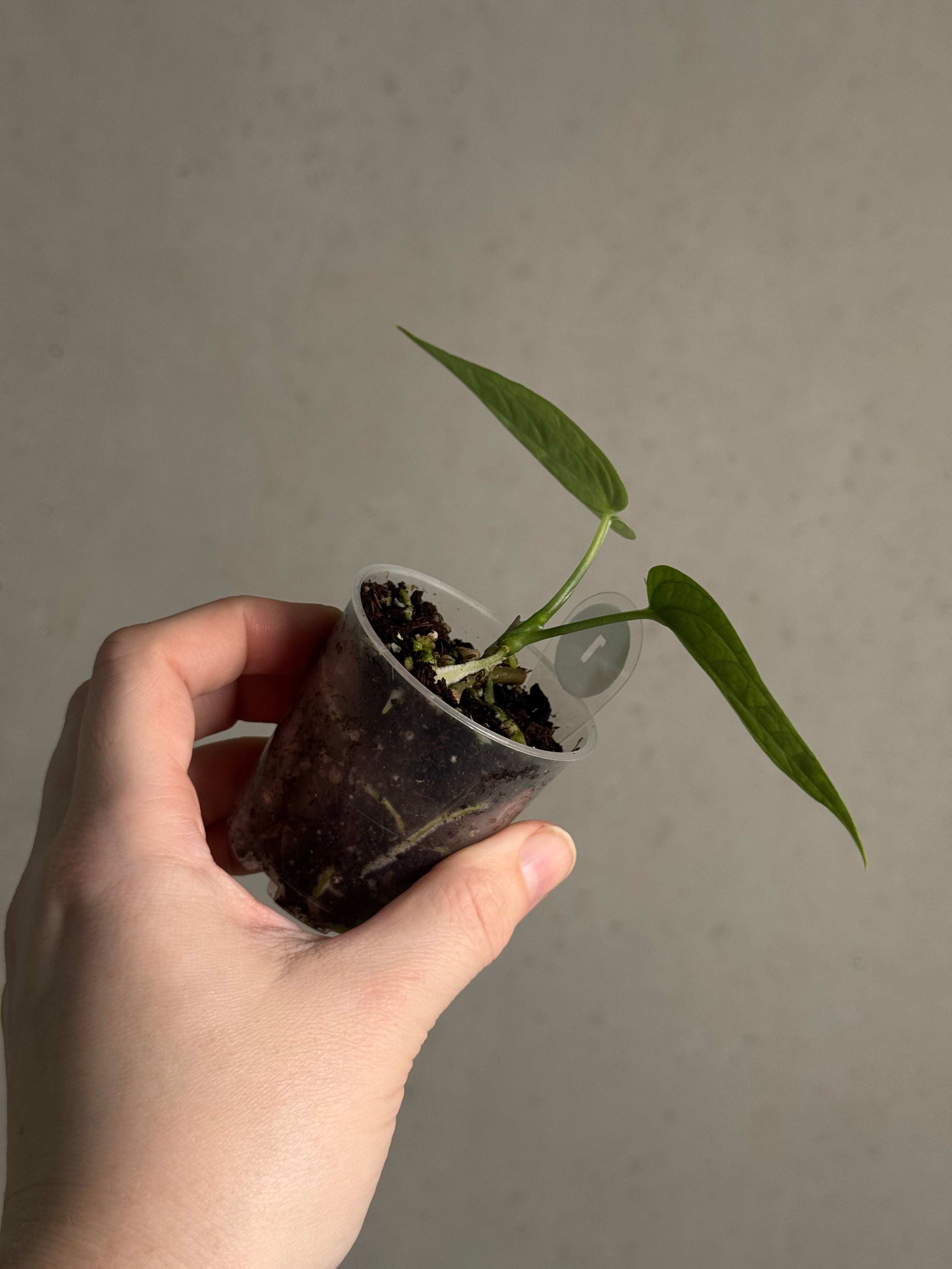 Anthurium sp. Limon - SMUKHI